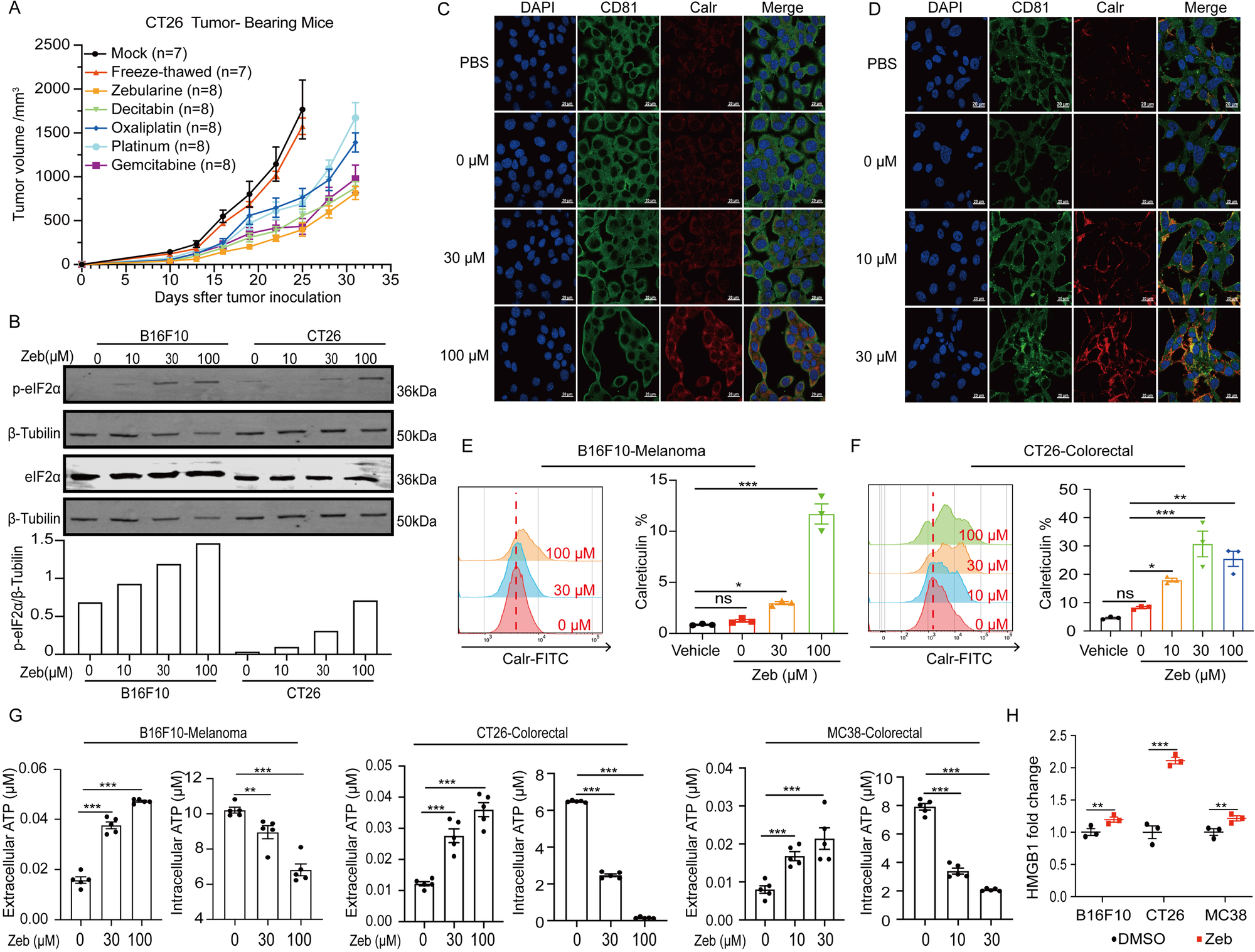 Fig. 1: DNMTi-induced immunogenic cell death in tumor cells.