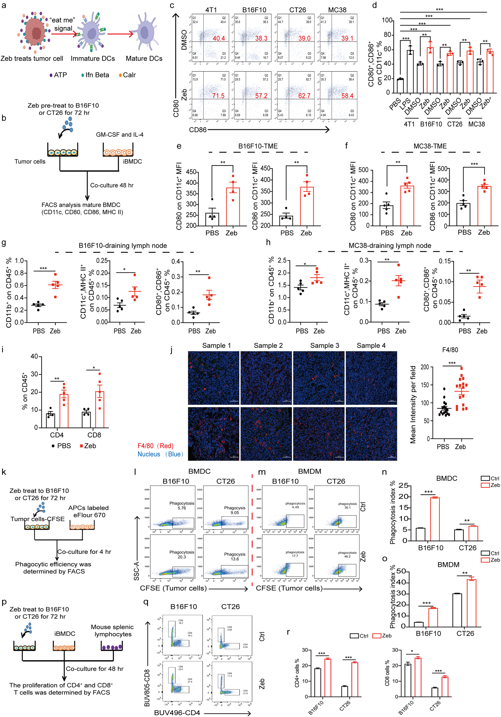 Fig. 2: Activation of immunogenicity enhances APC maturation and phagocytosis.