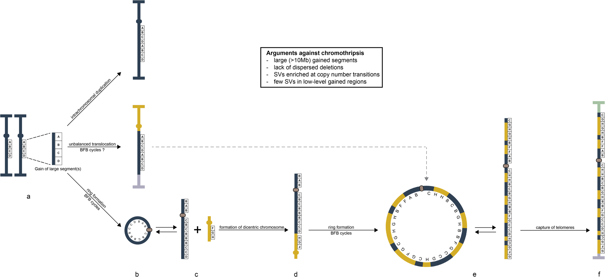 Fig. 4: A schematic view of the mechanisms behind gain and amplification of MDM2 in lipomatous tumors.