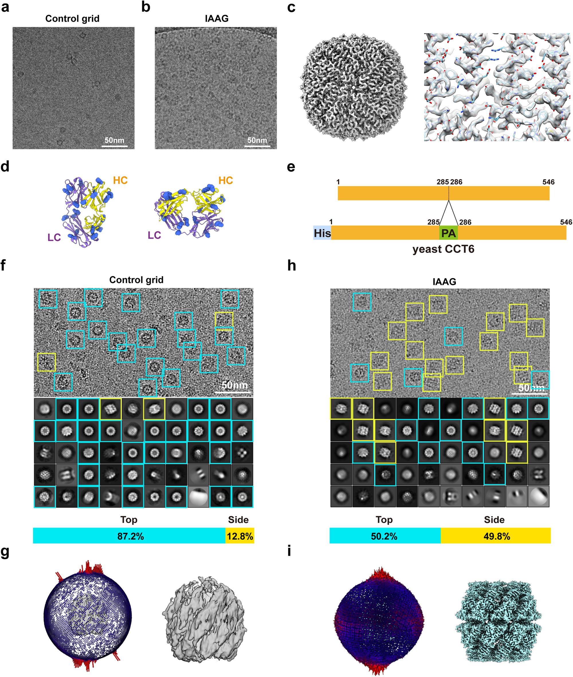 Fig. 3: IAAG can enrich target protein and overcome preferred orientation problems for atomic resolution cryo-EM.