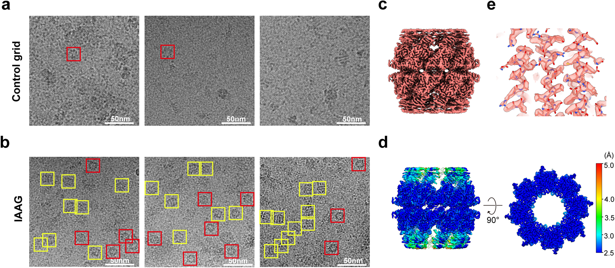 Fig. 5: IAAG on-grid purified CCT6-HR from cell lysates for high-resolution cryo-EM.