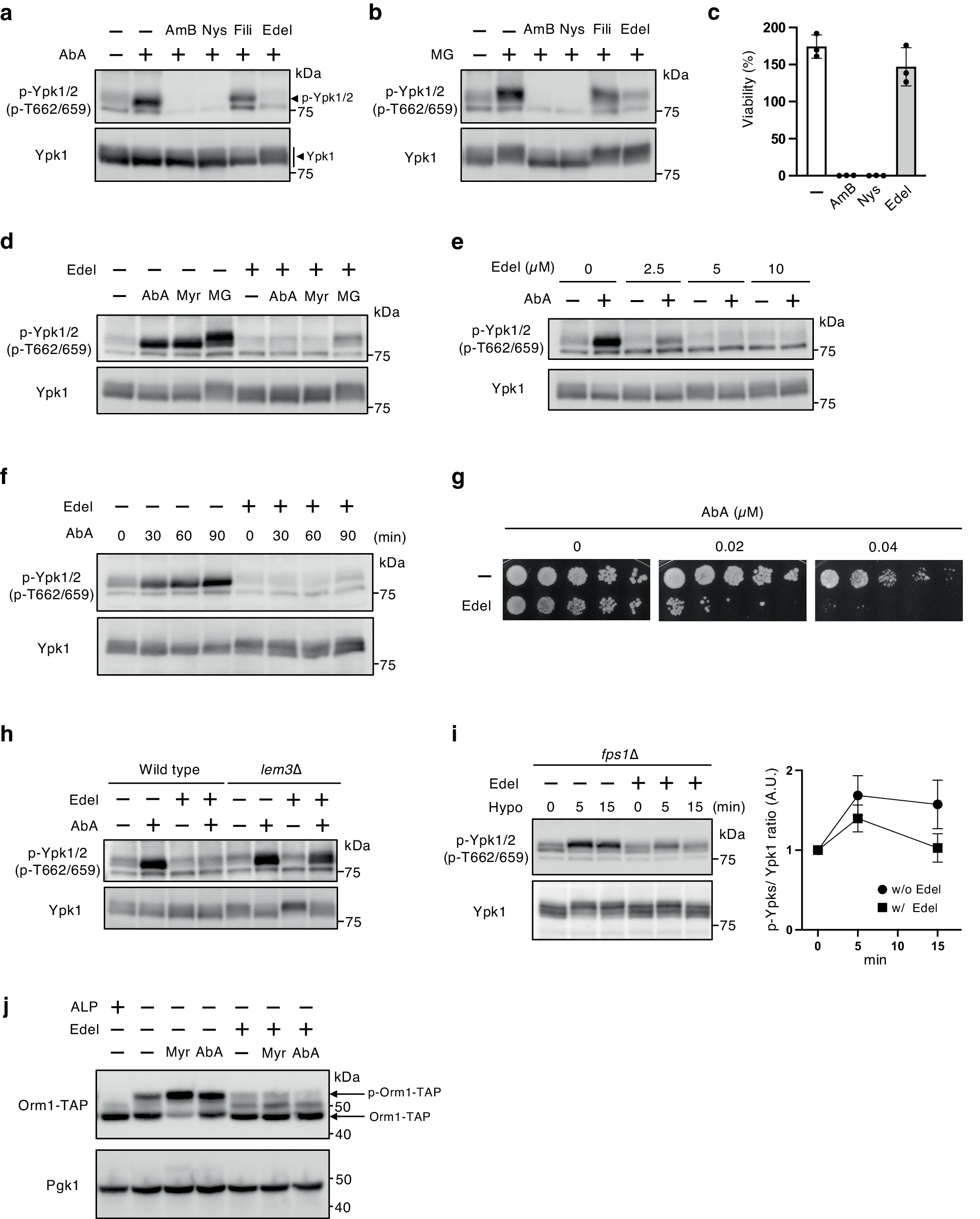 Activation of the cell wall integrity pathway negatively regulates  TORC2-Ypk1/2 signaling through blocking eisosome disassembly in  Saccharomyces cerevisiae | Communications Biology