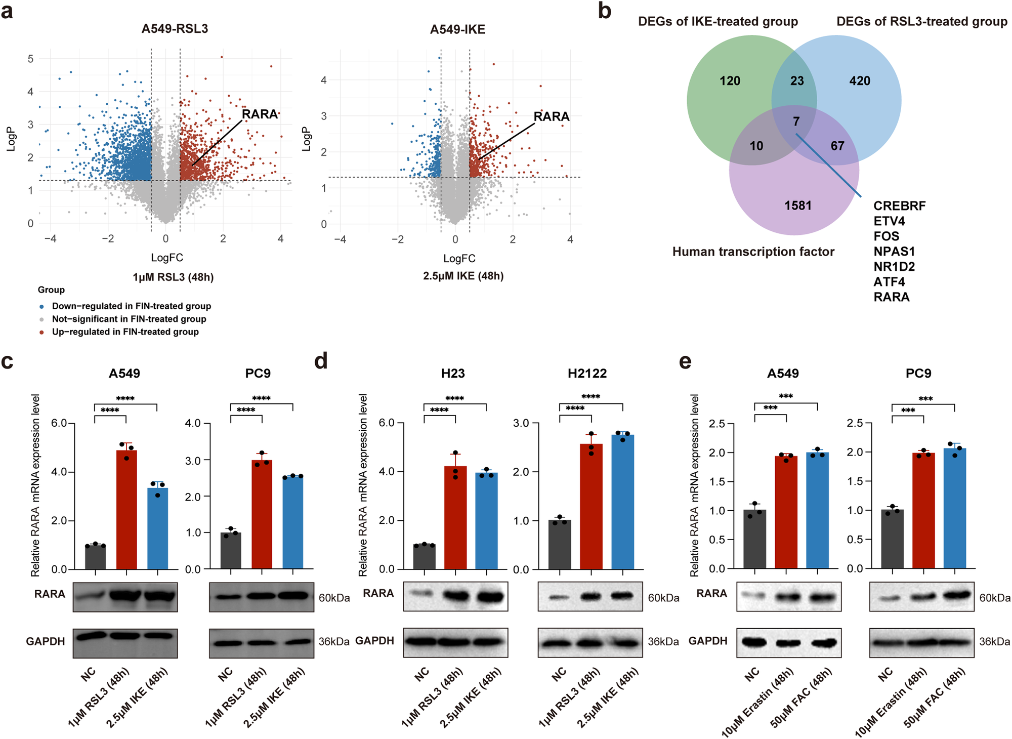 Fig. 1: Identification of RARA related to ferroptosis.