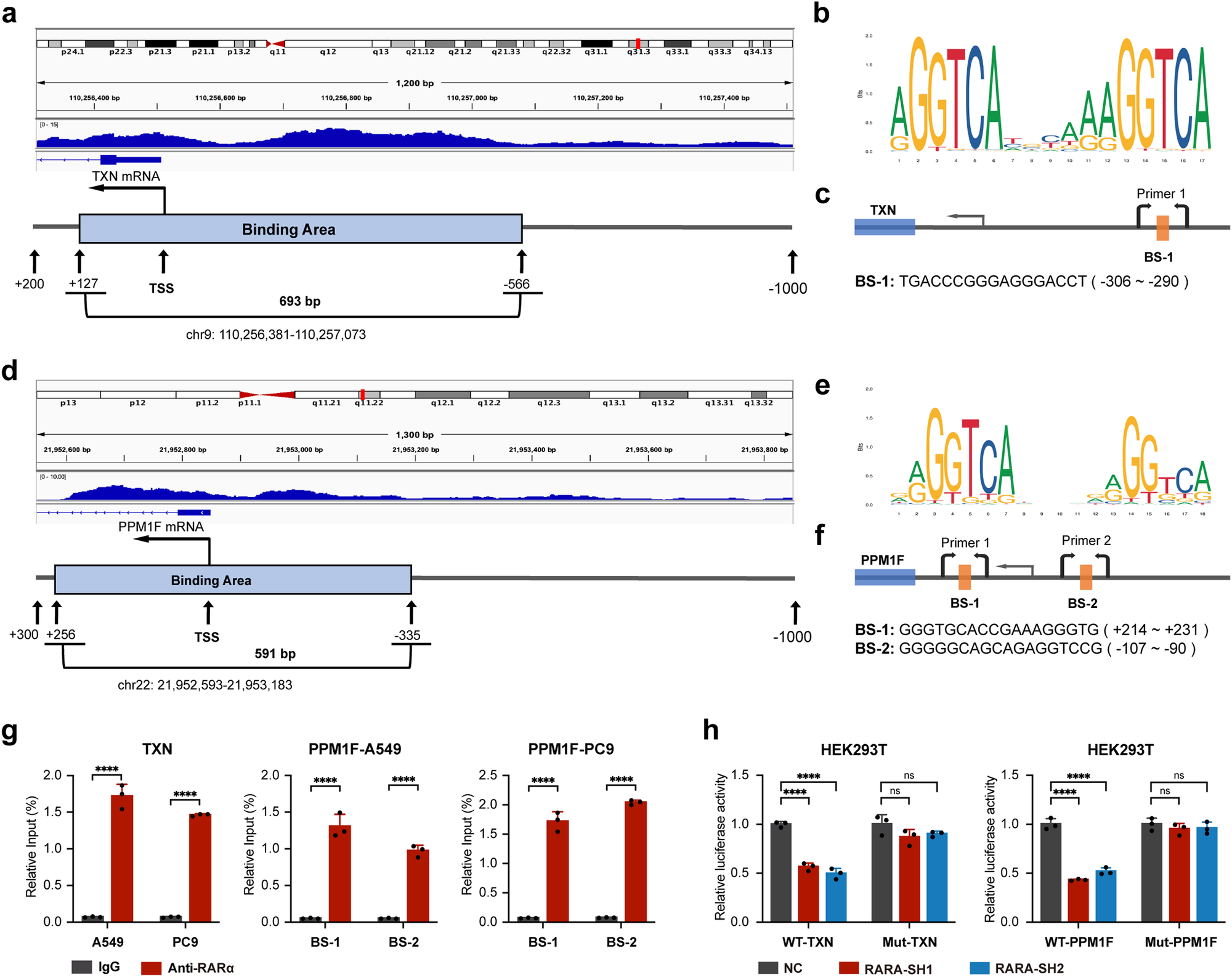 Fig. 5: RARA promotes the transcription of TXN and PPM1F by binding to their promotors.