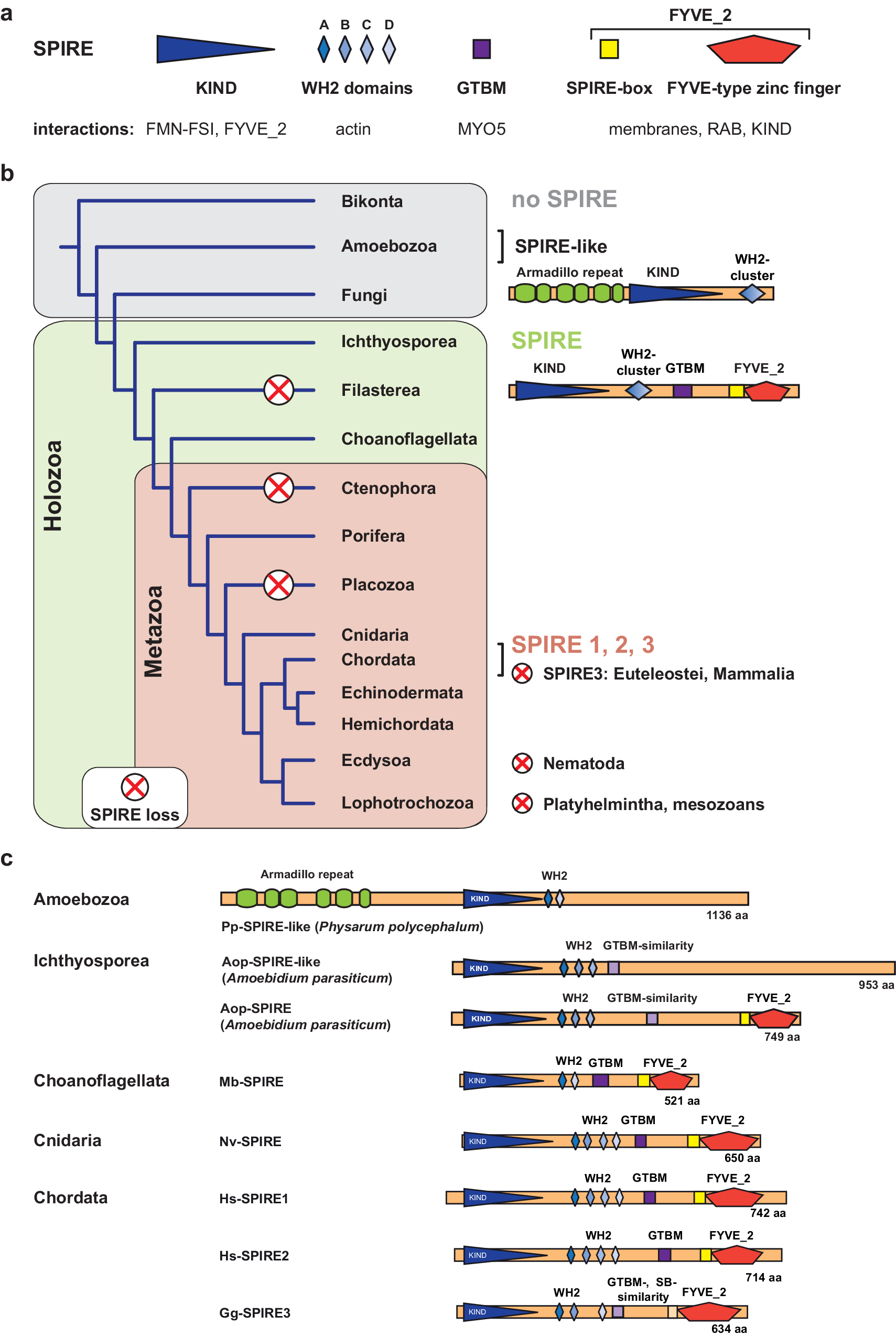 Actomyosin organelle functions of SPIRE actin nucleators precede animal  evolution | Communications Biology