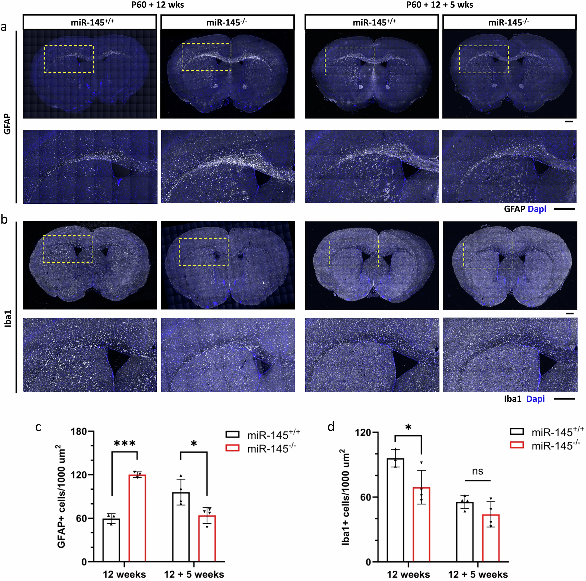 Fig. 10: Loss of miR-145 differentially affects astrocyte and microglia recruitment to corpus callosum following chronic cuprizone exposure.
