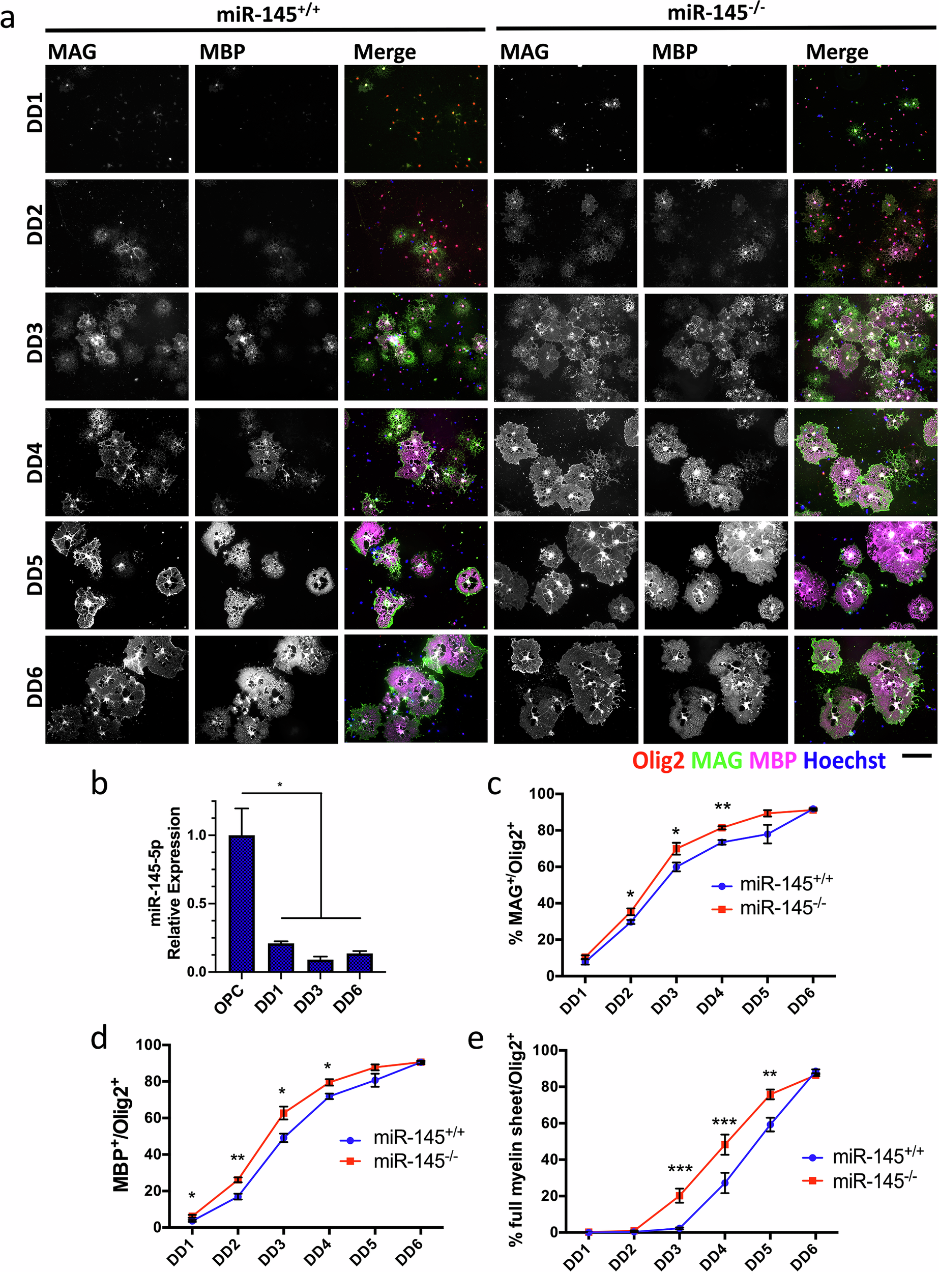 Fig. 2: Loss of miR-145 accelerates OL differentiation in vitro.