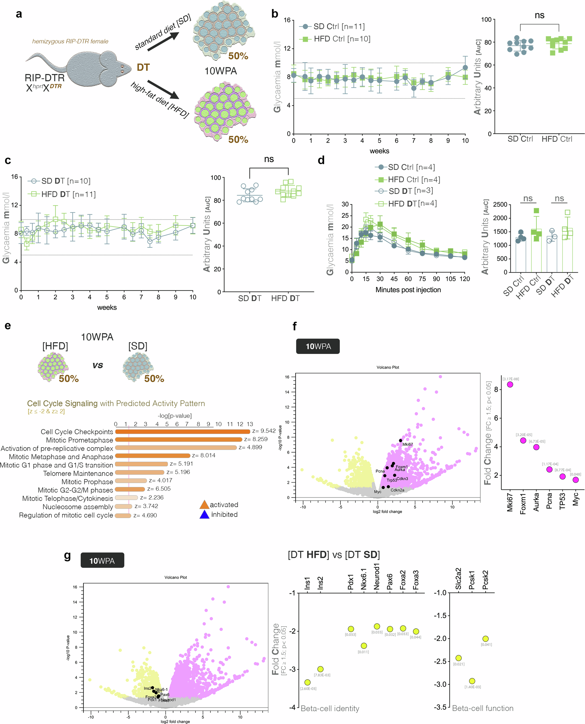 Fig. 4: Assessment of the compound stress from diet and partial beta-cell loss on the compensatory mechanisms.