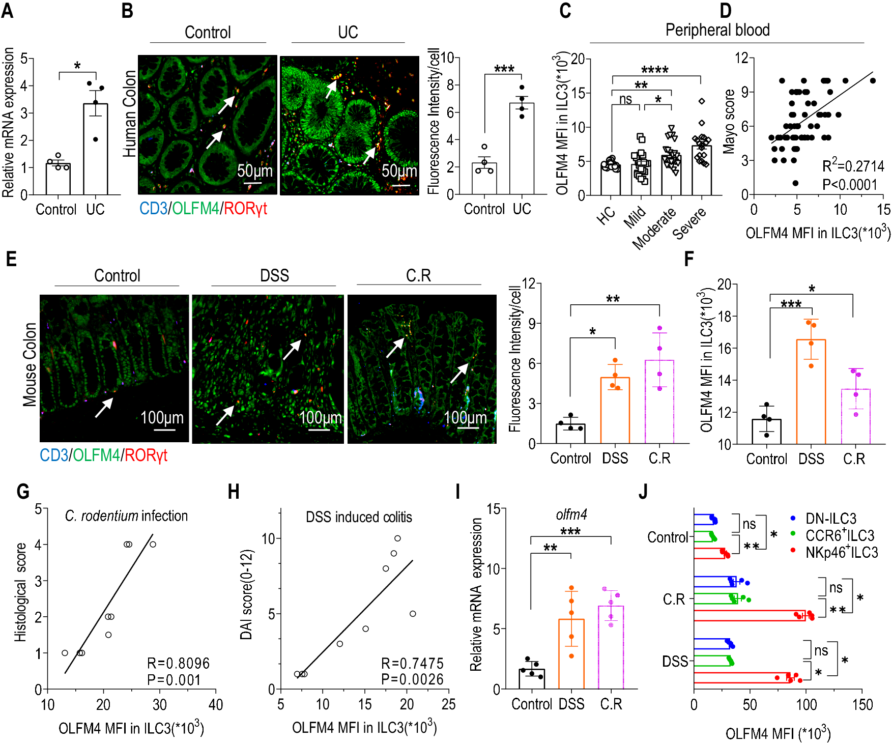 Fig. 1: OLFM4 is highly expressed in murine and human intestinal ILC3.