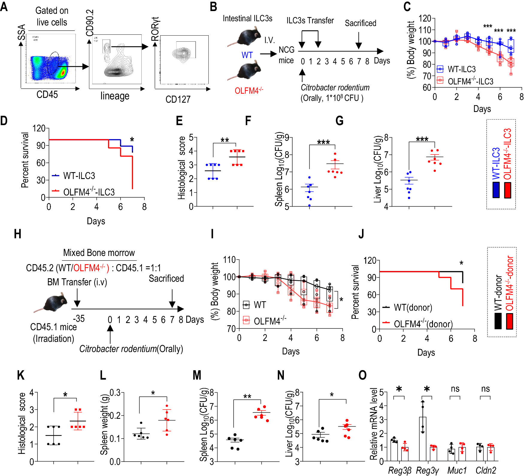 Fig. 3: OLFM4 exerts direct effects on the progression of intestinal inflammation by modulating immune cells.