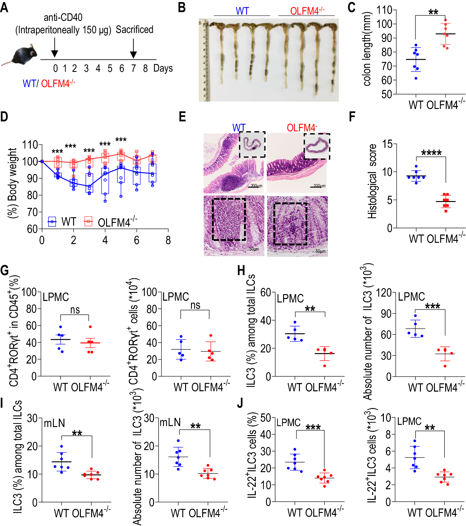 Fig. 4: OLFM4 deficiency ameliorates inflammation induced by anti-CD40 antibody.