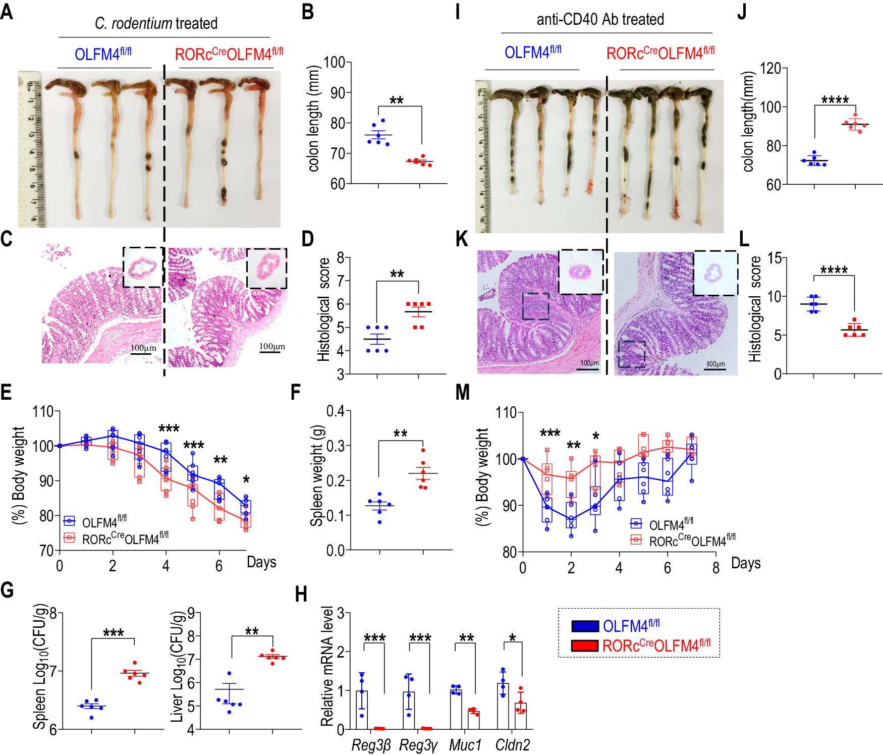 Fig. 5: OLFM4ΔRORc mice modulates intestinal inflammation.