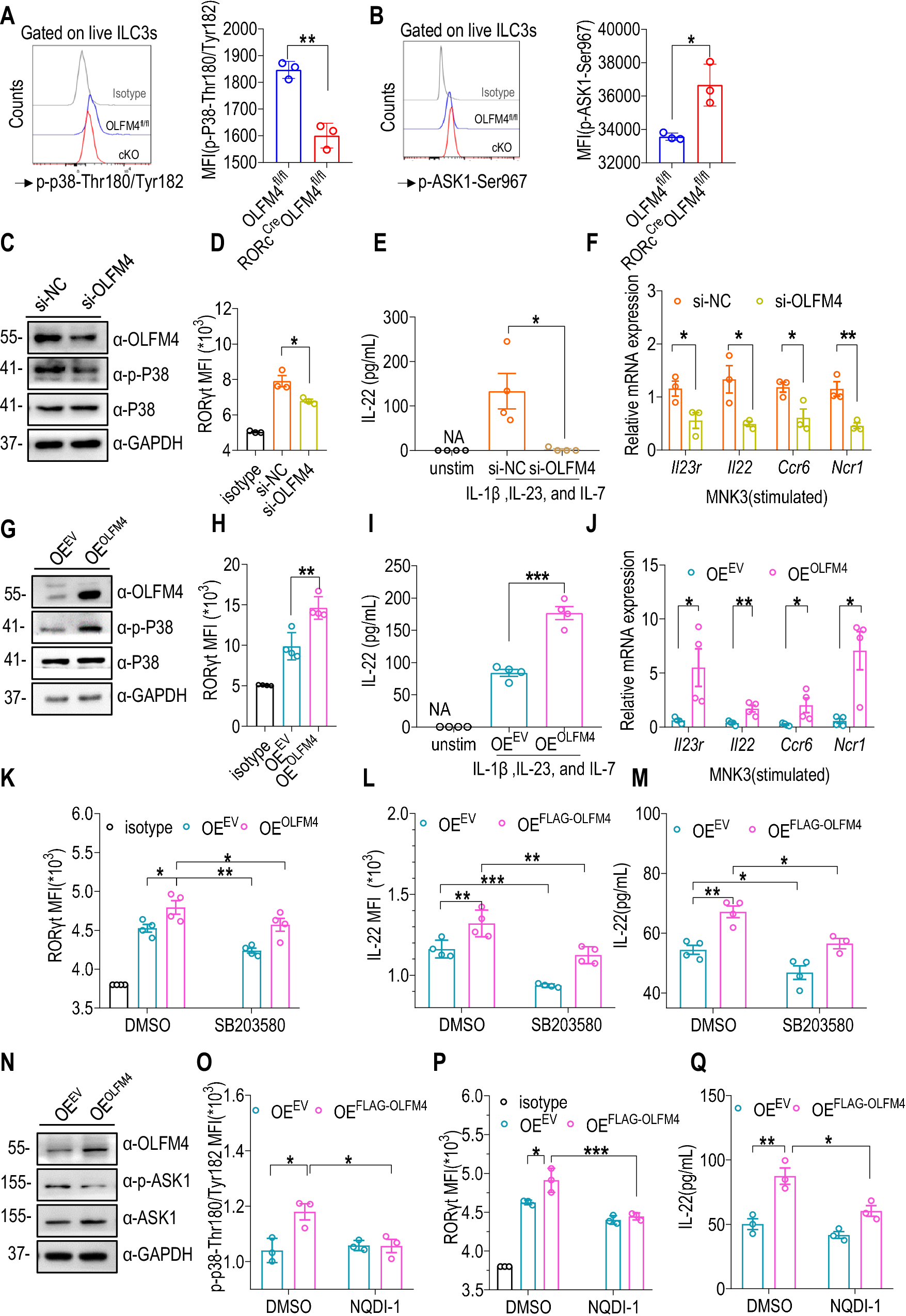 Fig. 7: OLFM4 promotes RORγt and IL-22 expression through ASK1-p38 MAPK pathway.