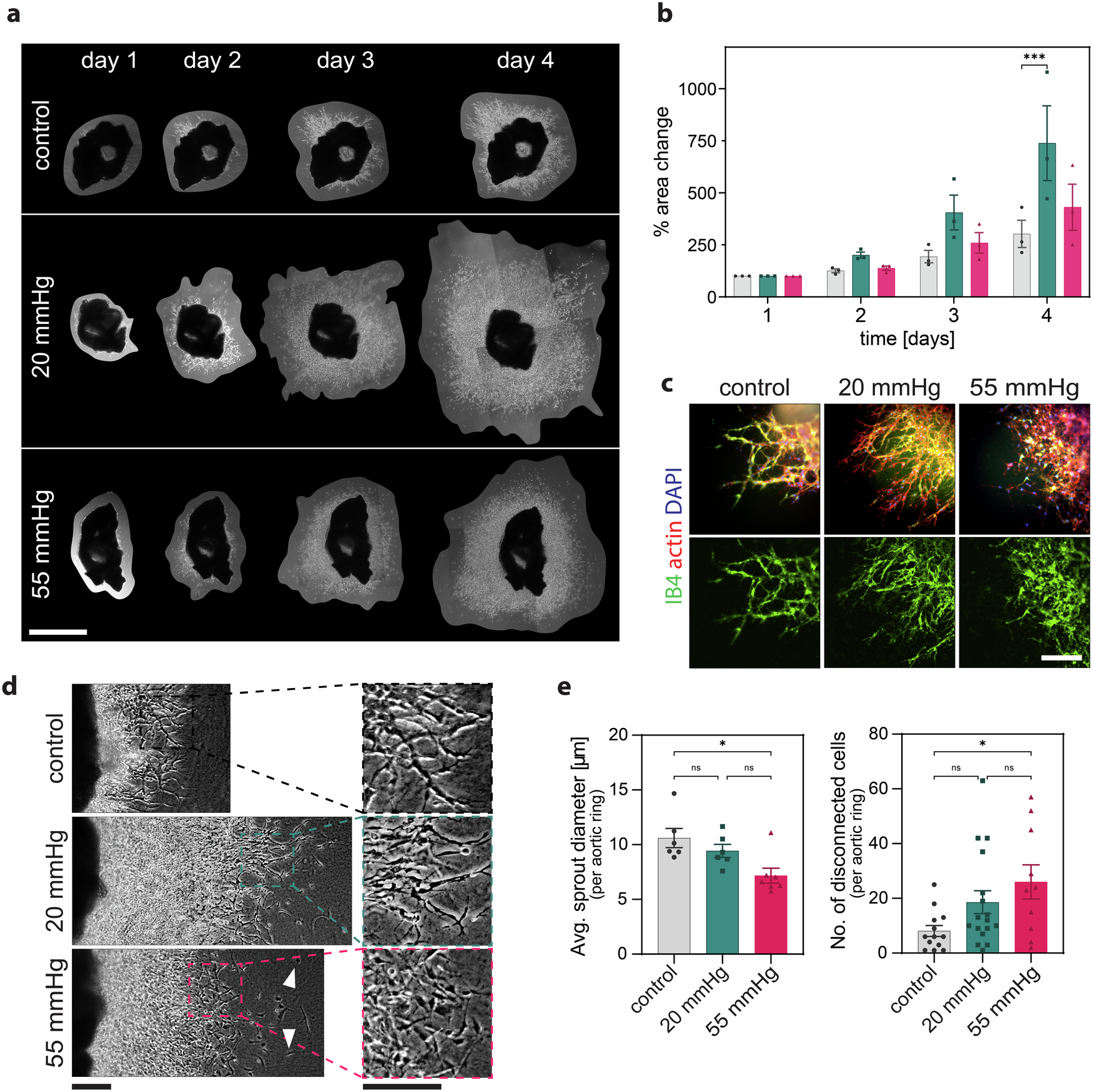 Fig. 2: Characterization of endothelial sprouting under hydrostatic pressure.