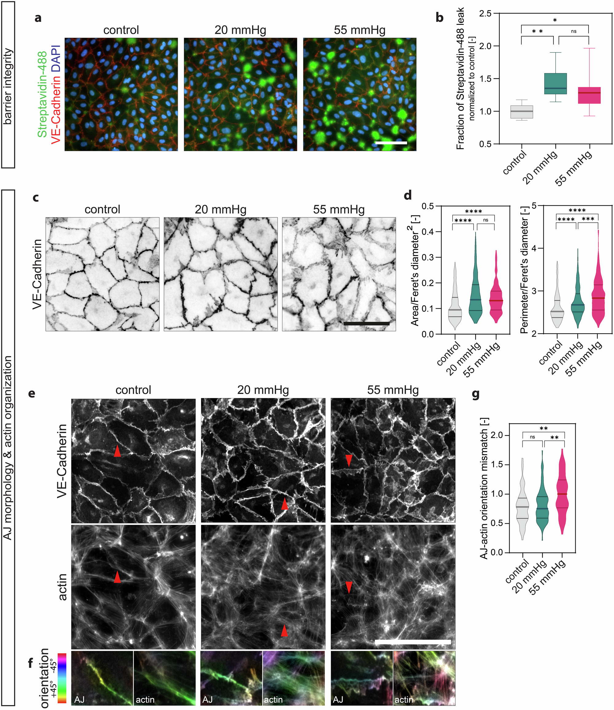 Fig. 4: Monolayer integrity and junctional organization under hydrostatic pressure stimulation.