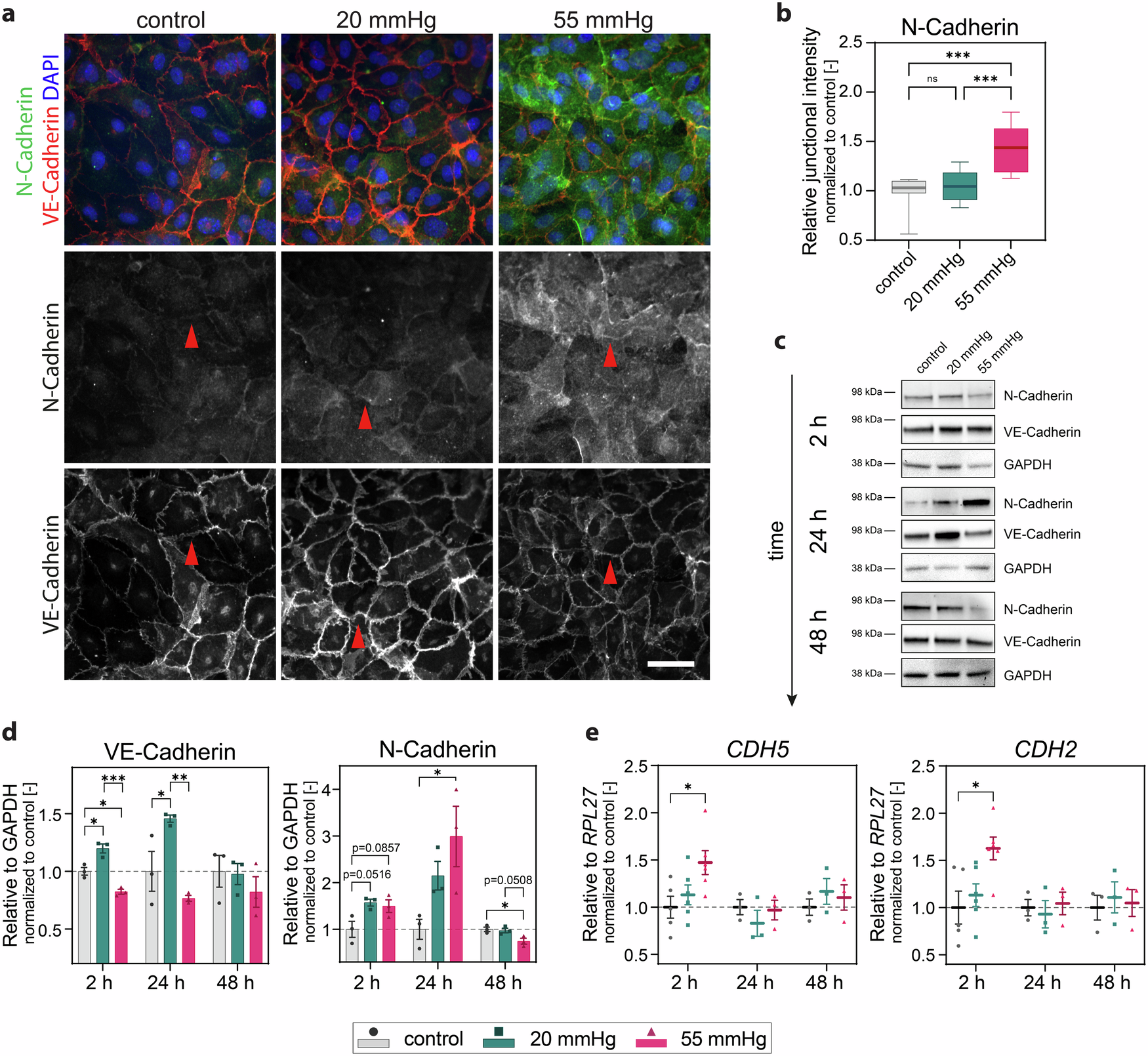 Fig. 5: Hydrostatic pressure stimulation triggers differential cadherin expression.