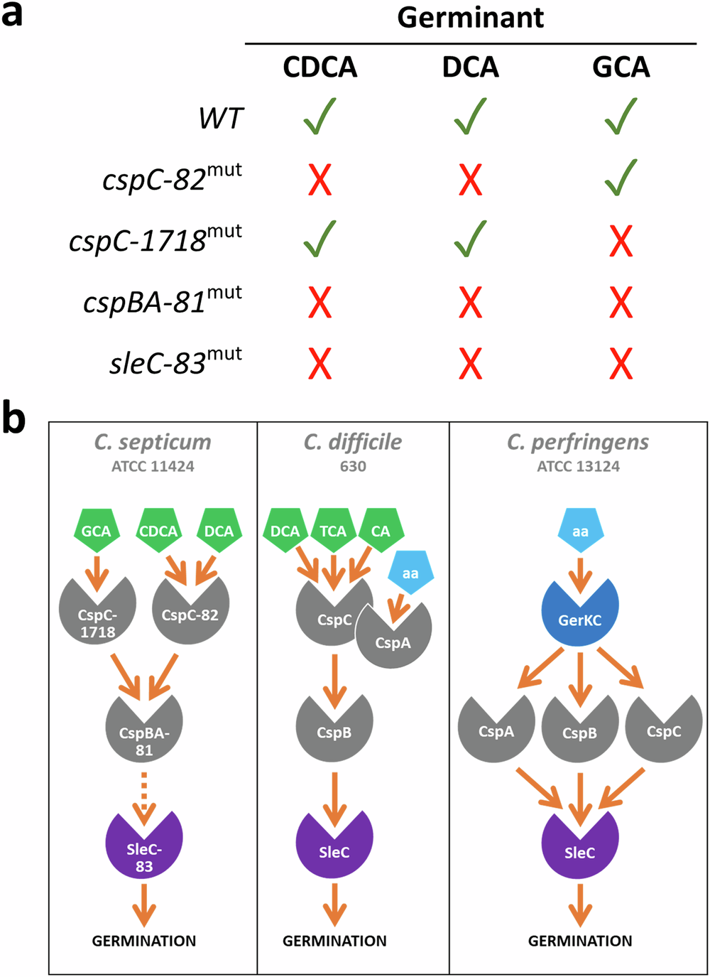 Fig. 6: Summary of bile-salt response and proposed germination pathway.