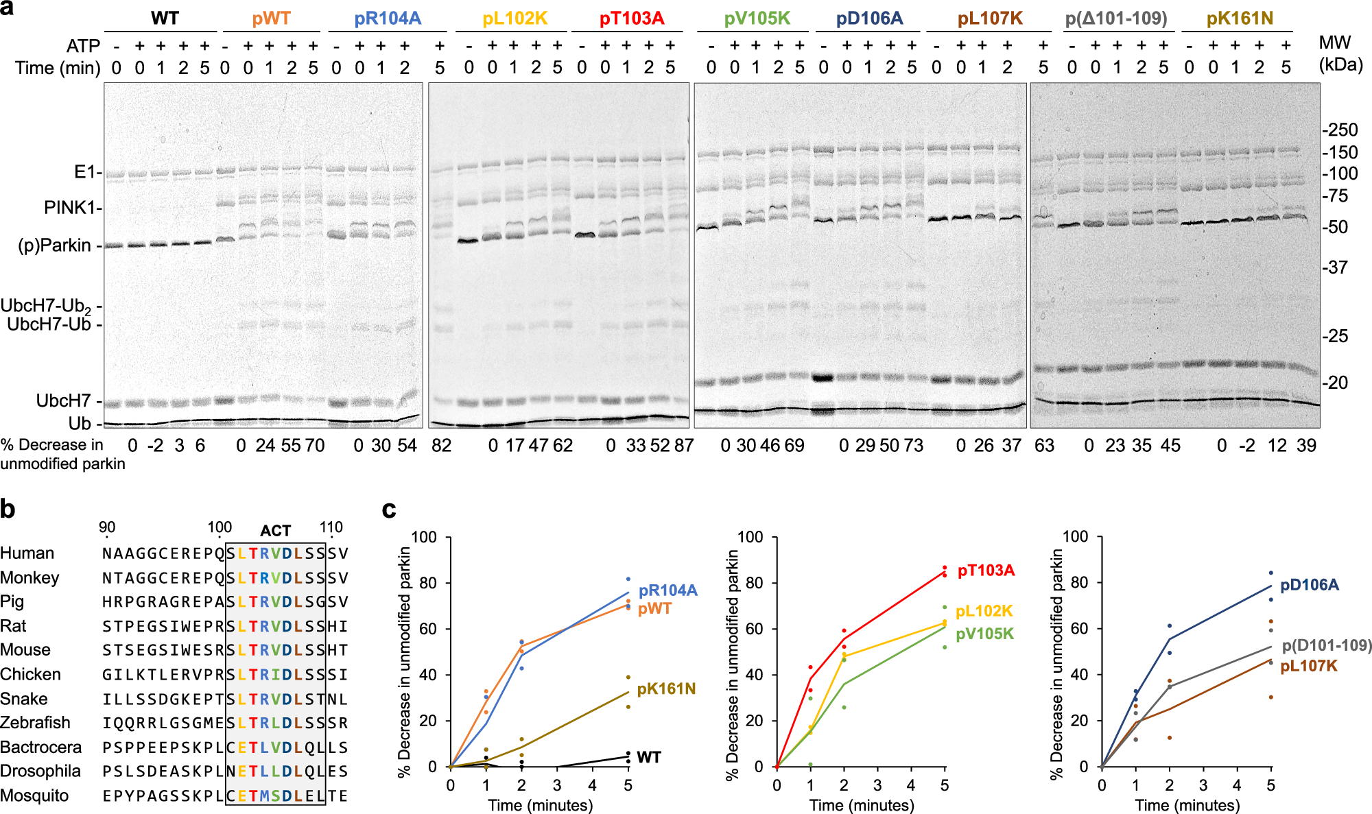 Fig. 7: ACT mutants of parkin are mildly impaired in autoubiquitination.
