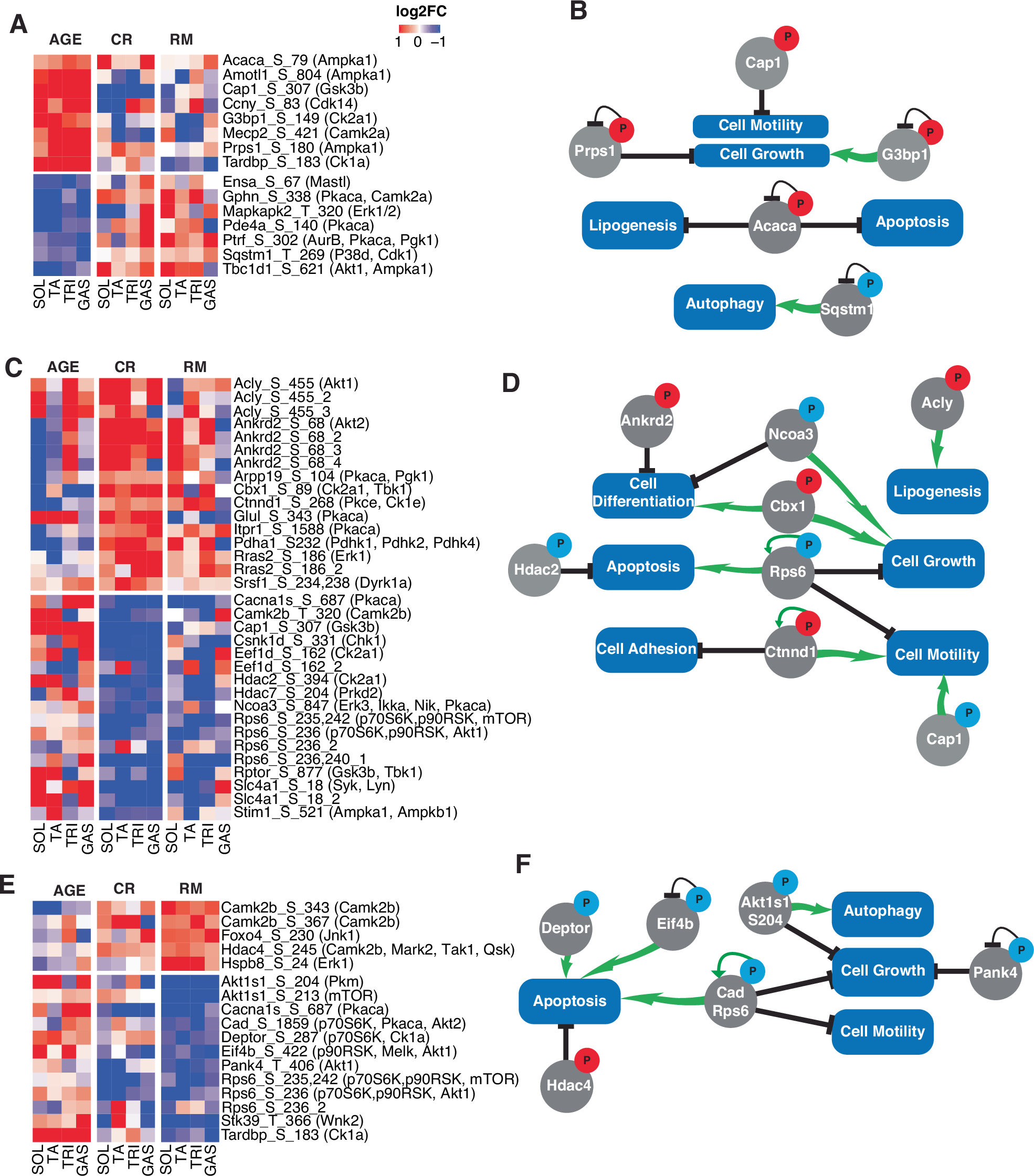 Fig. 3: General changes induced by individual treatments across all muscles.