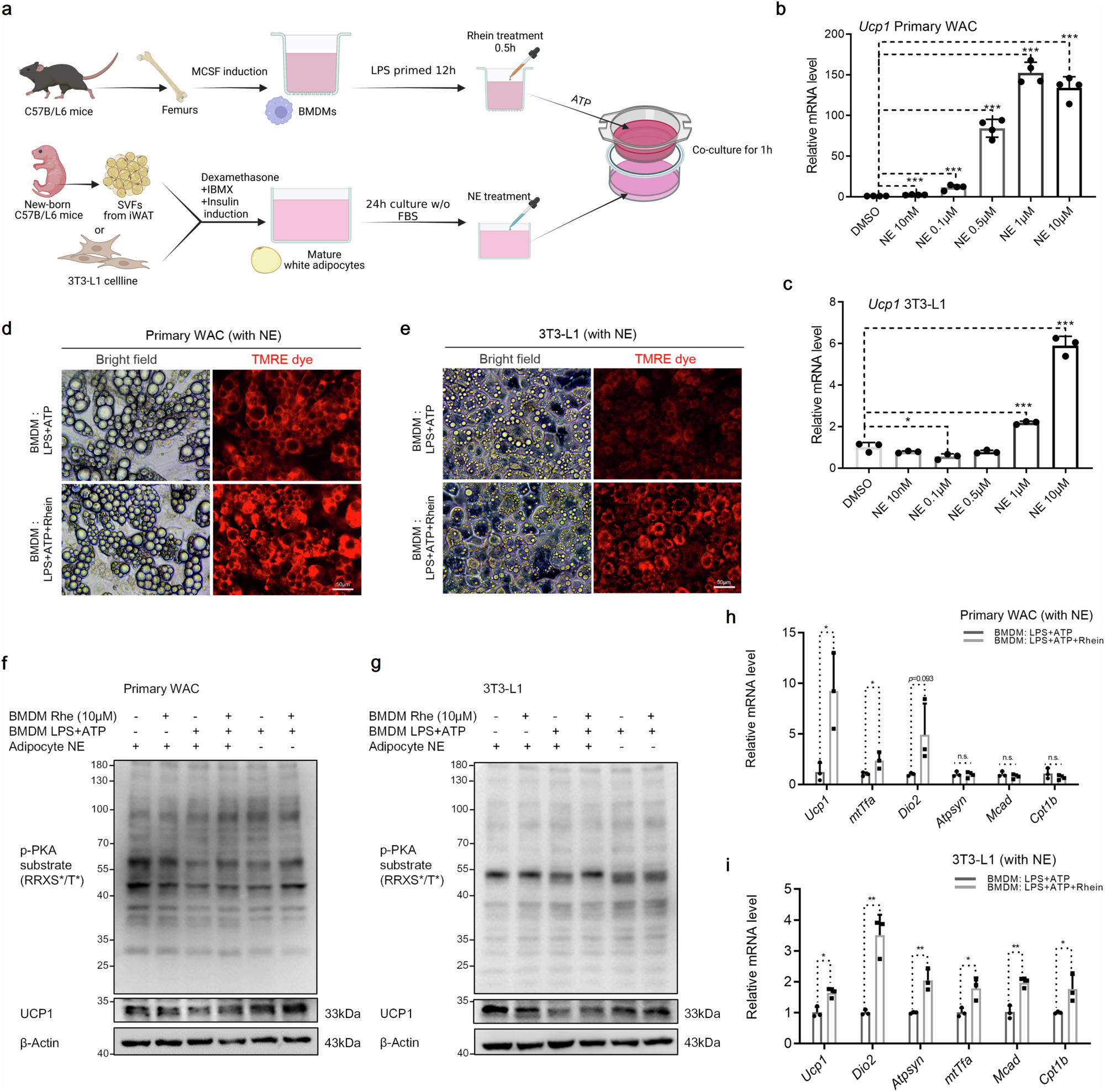 Fig. 4: Rhein-mediated adipocyte thermogenesis is dependent upon the inhibition of NLRP3 inflammasome in macrophages.