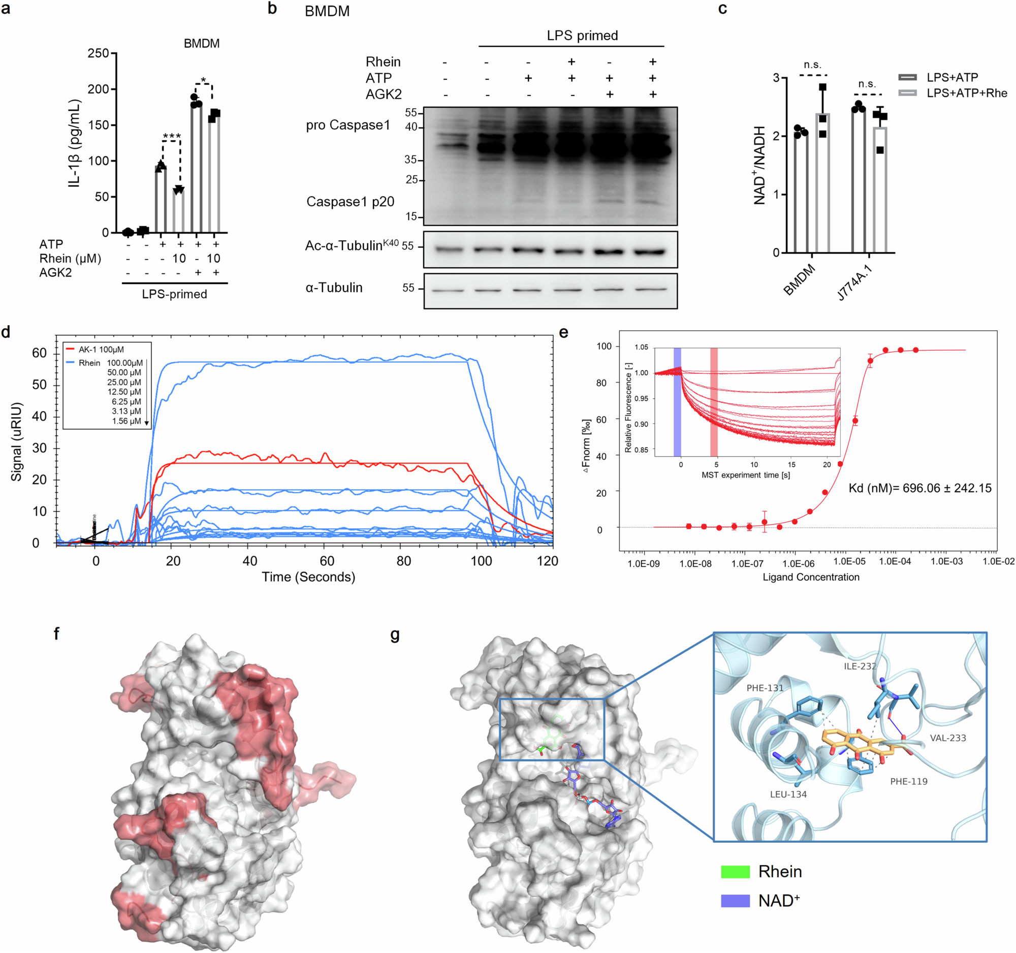 Fig. 6: SIRT2 is a bona fide target of rhein.