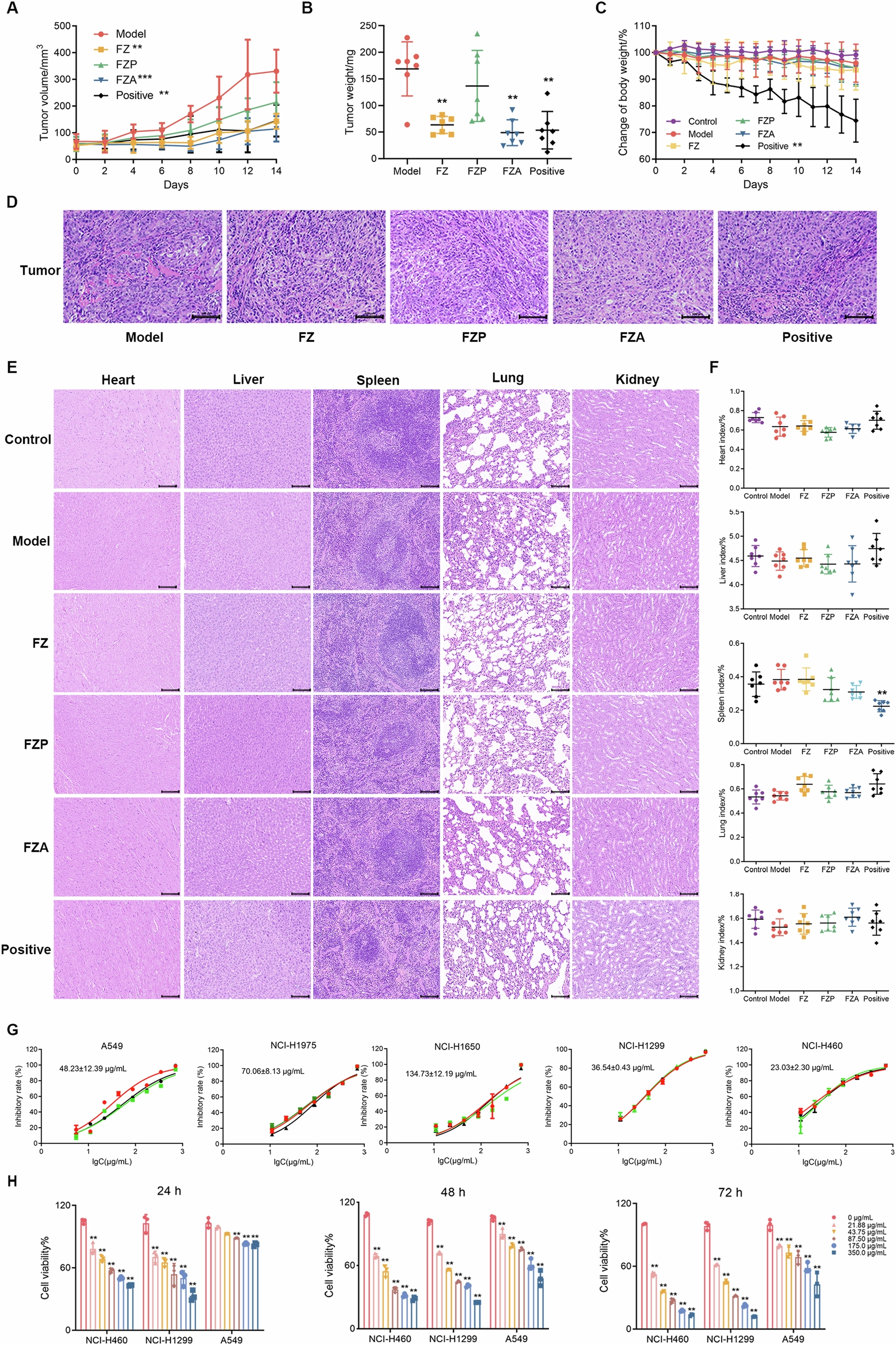Fig. 1: FZA inhibited NSCLC growth both in vivo and in vitro.