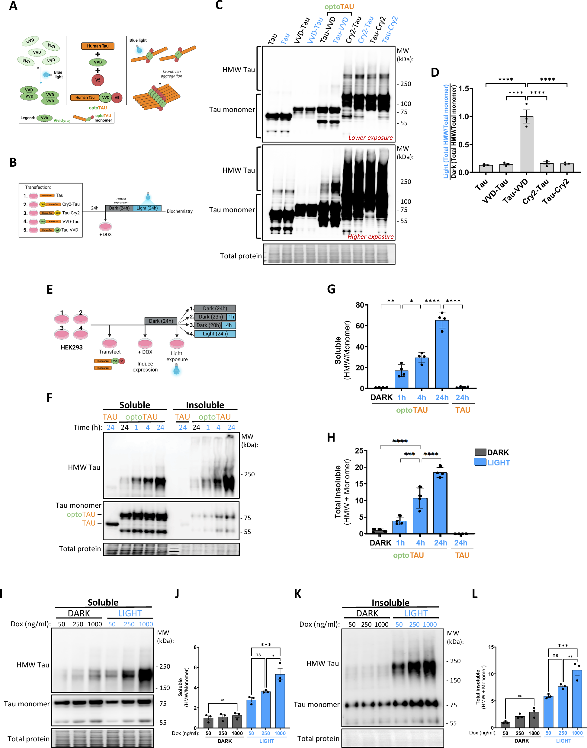 Live-cell visualization of tau aggregation in human neurons |  Communications Biology