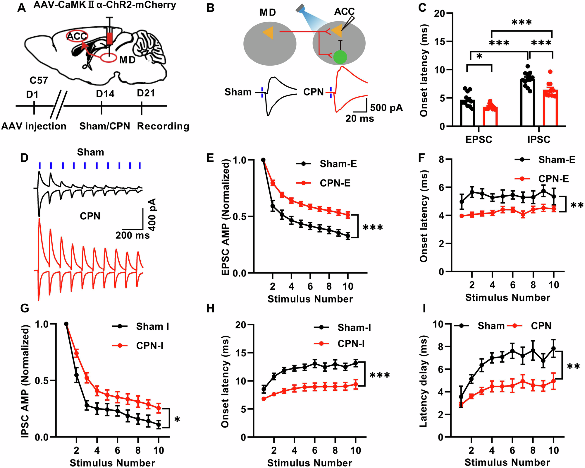 Fig. 5: The feed-forward inhibition in the MD-ACC circuit was changed after nerve injury.