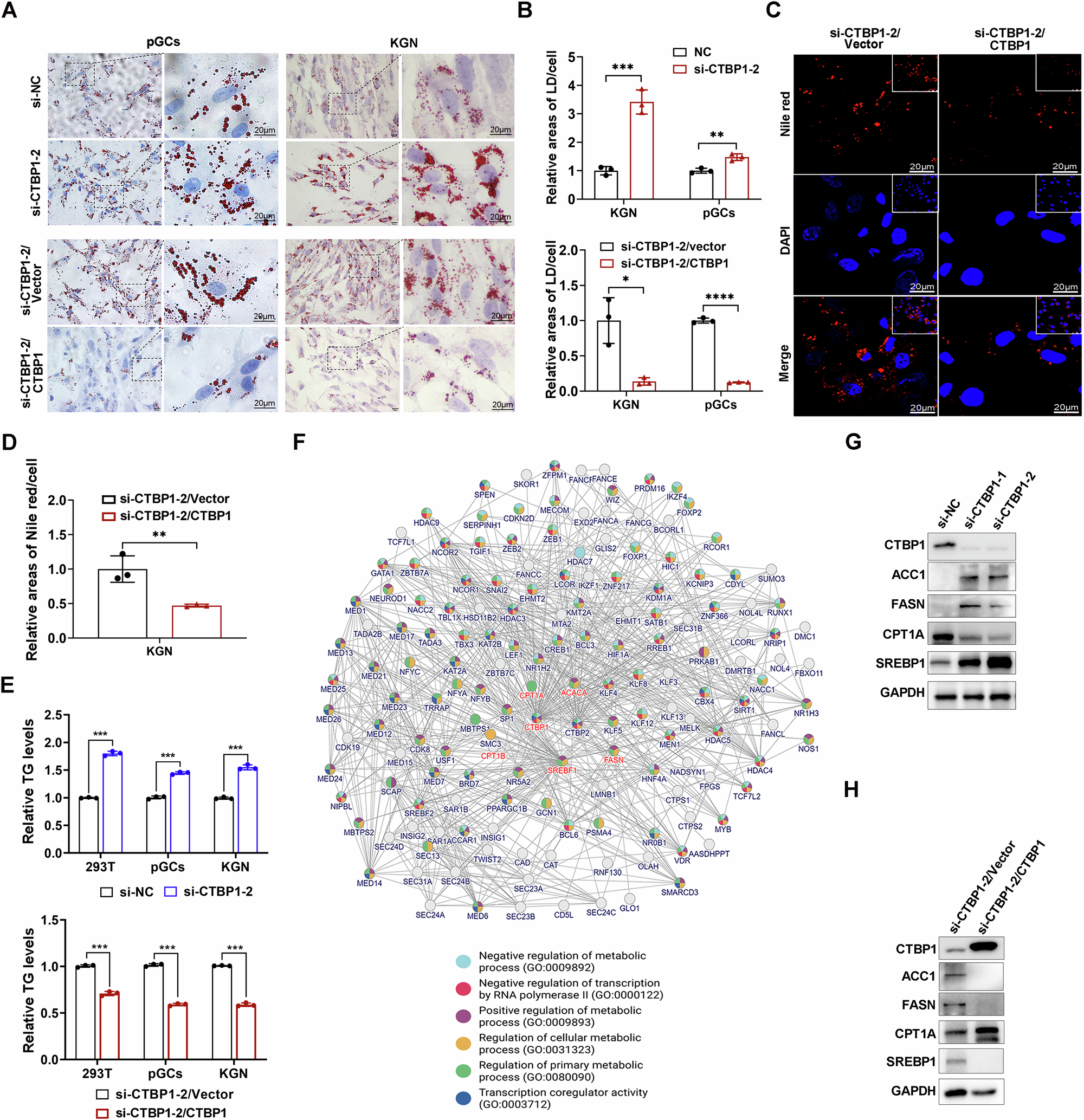 Fig. 4: CTBP1 inhibits lipid droplet formation.
