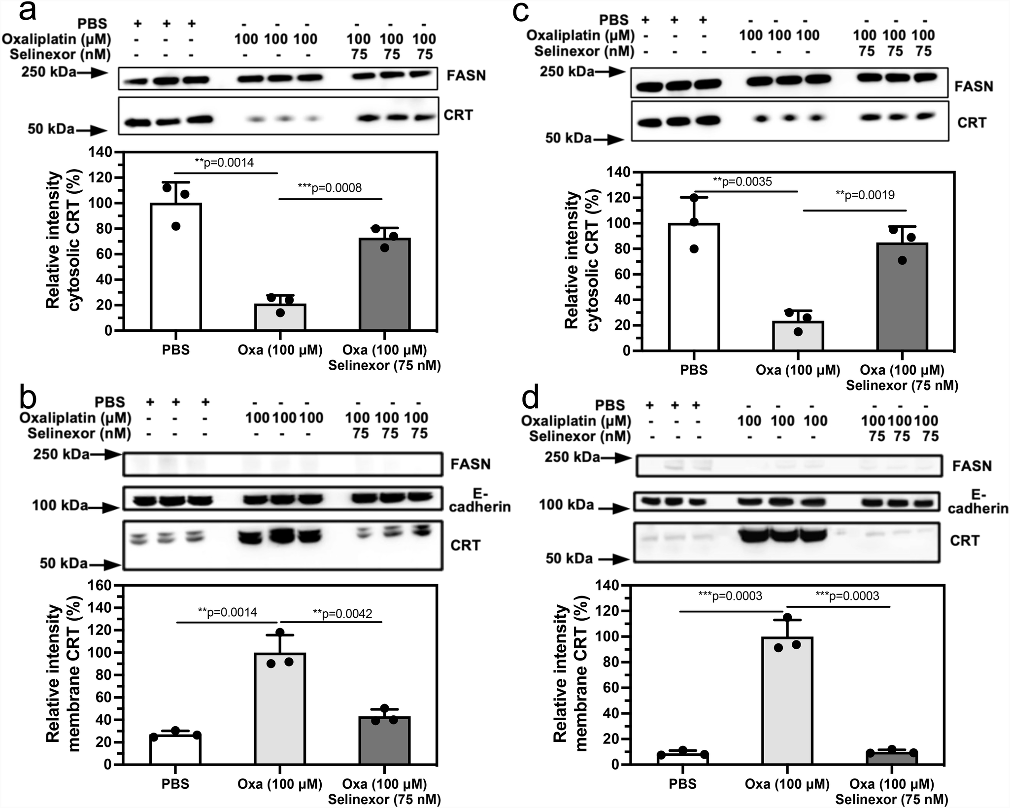 Fig. 6: Oxaliplatin-induced CRT translocation from the cytosol to the plasma membrane is inhibited by selinexor.