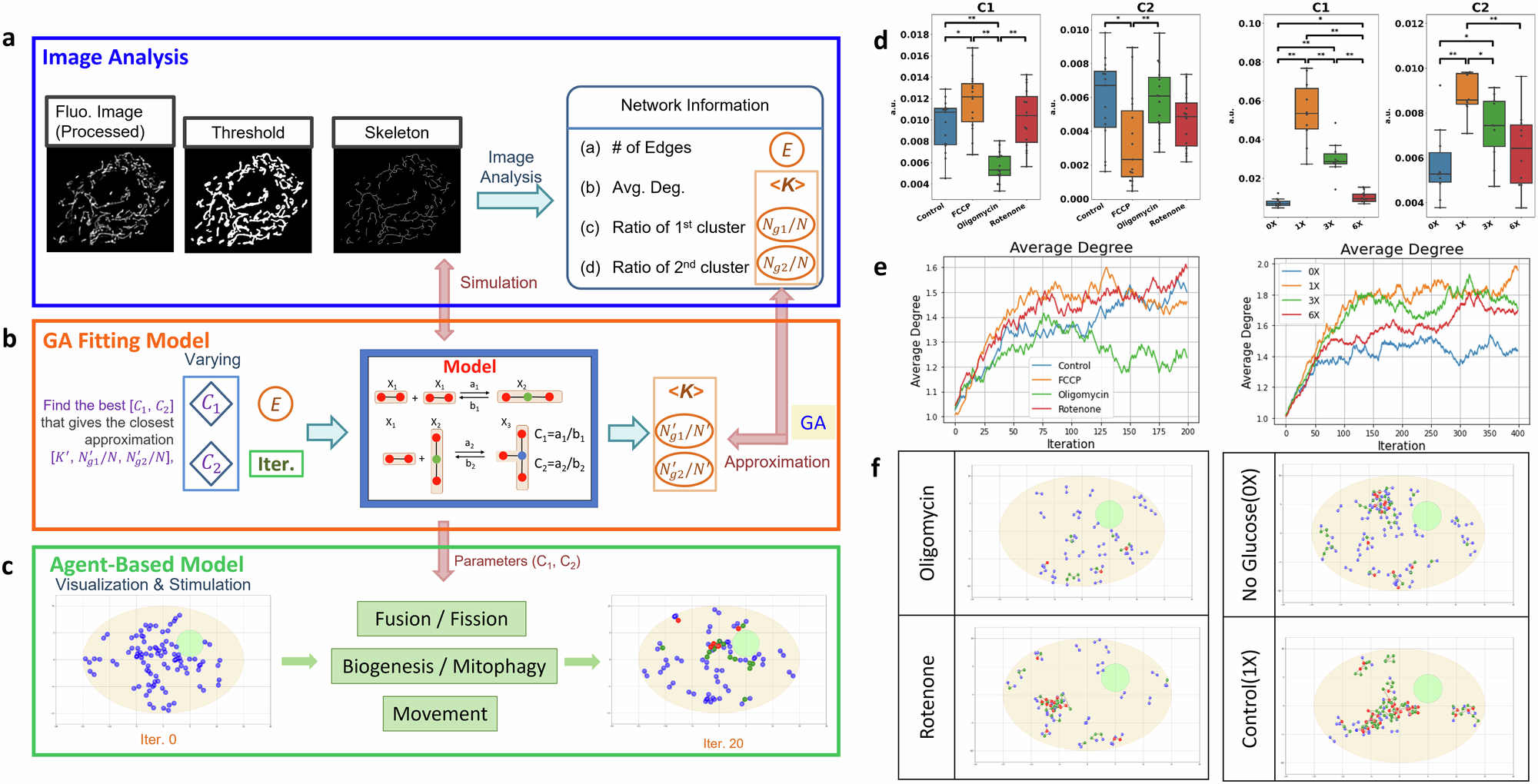 Fig. 10: Workflow of mitochondrial network analysis and simulation.