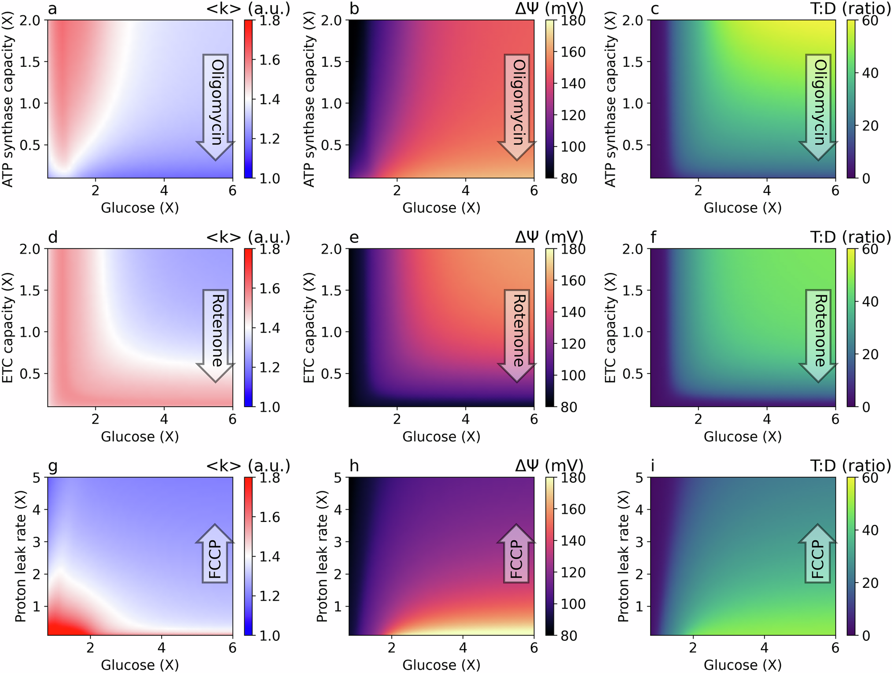 Fig. 2: Steady-state values for a range of glucose concentrations and mitochondrial bioenergetics.