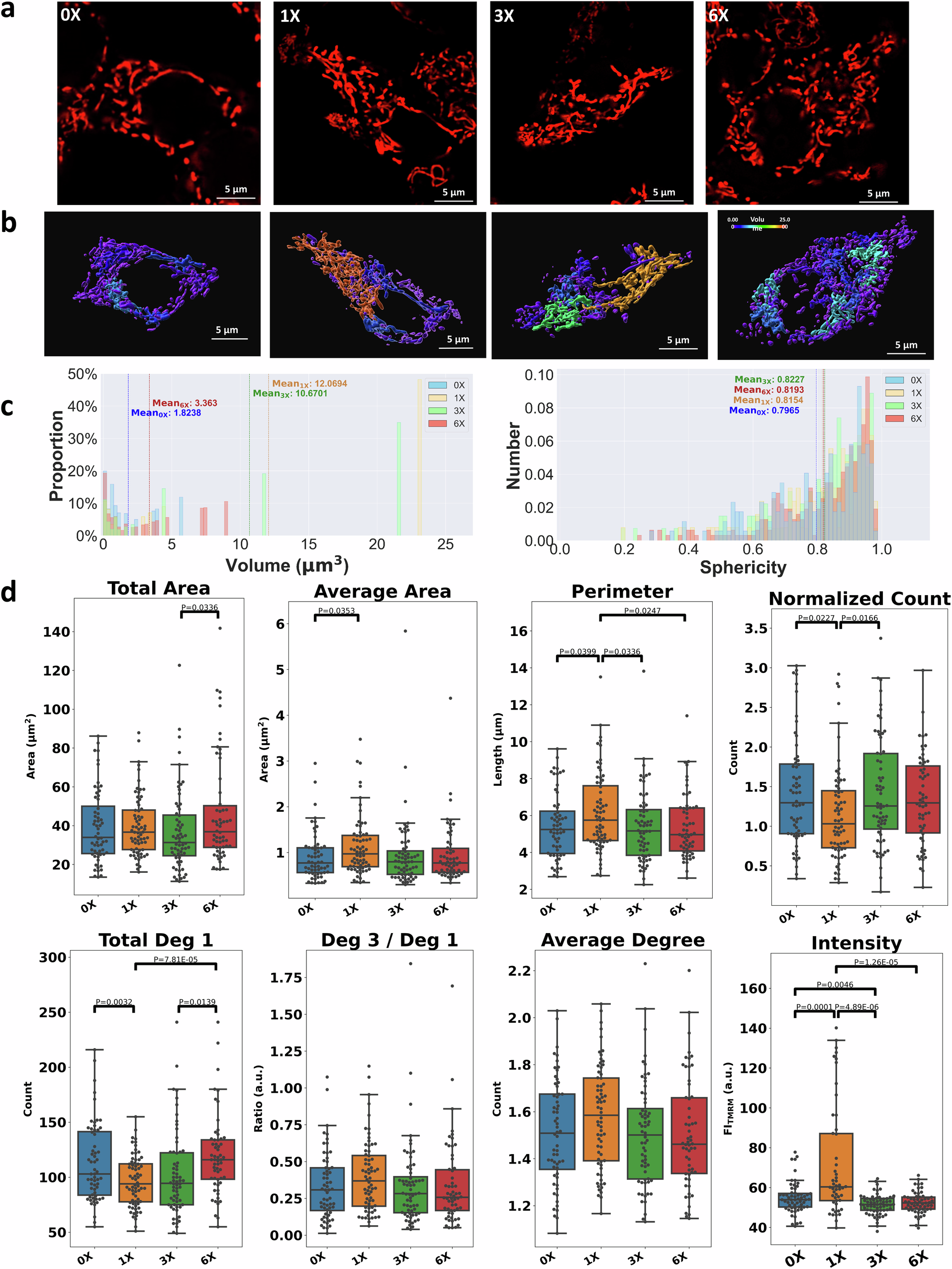 Fig. 4: Mitochondria in INS-1 cells exhibited distinct morphologies under different glucose concentrations.