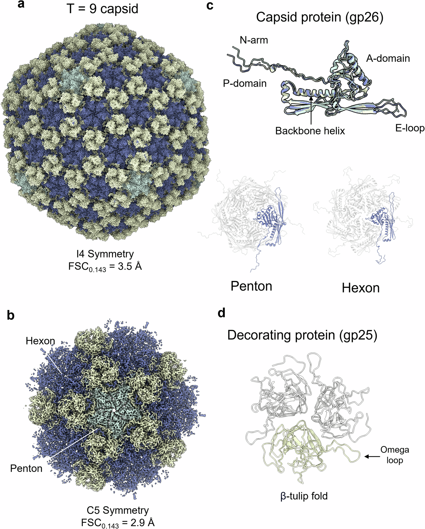 Fig. 3: Identification and annotation of Pa193 phage capsid and decorating proteins.