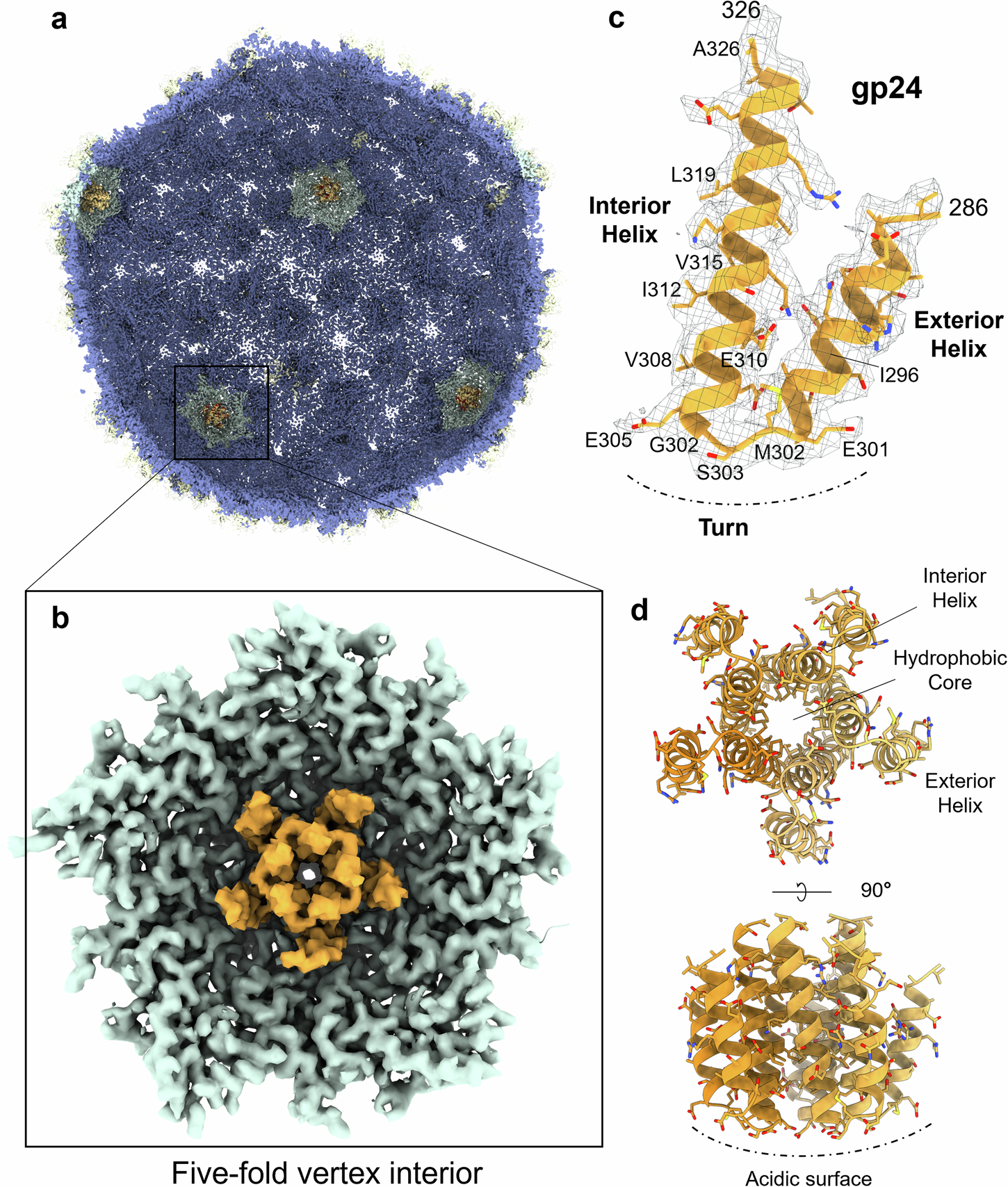 Fig. 4: Identification of Pa193 putative scaffolding protein gp24.