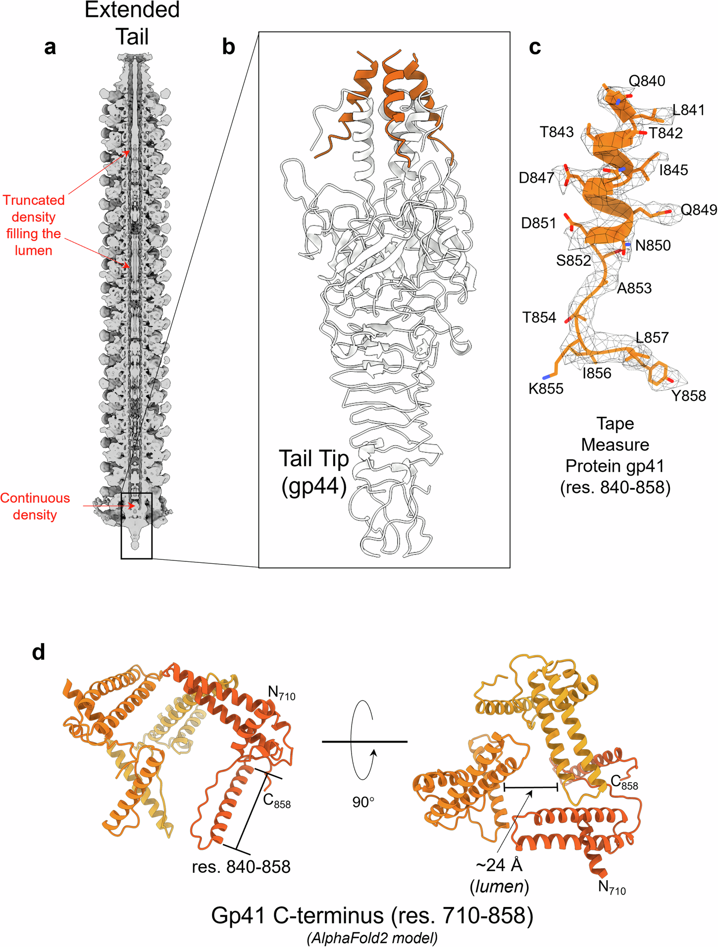 Fig. 9: Identification of the Pa193 tape measure protein C-termini.