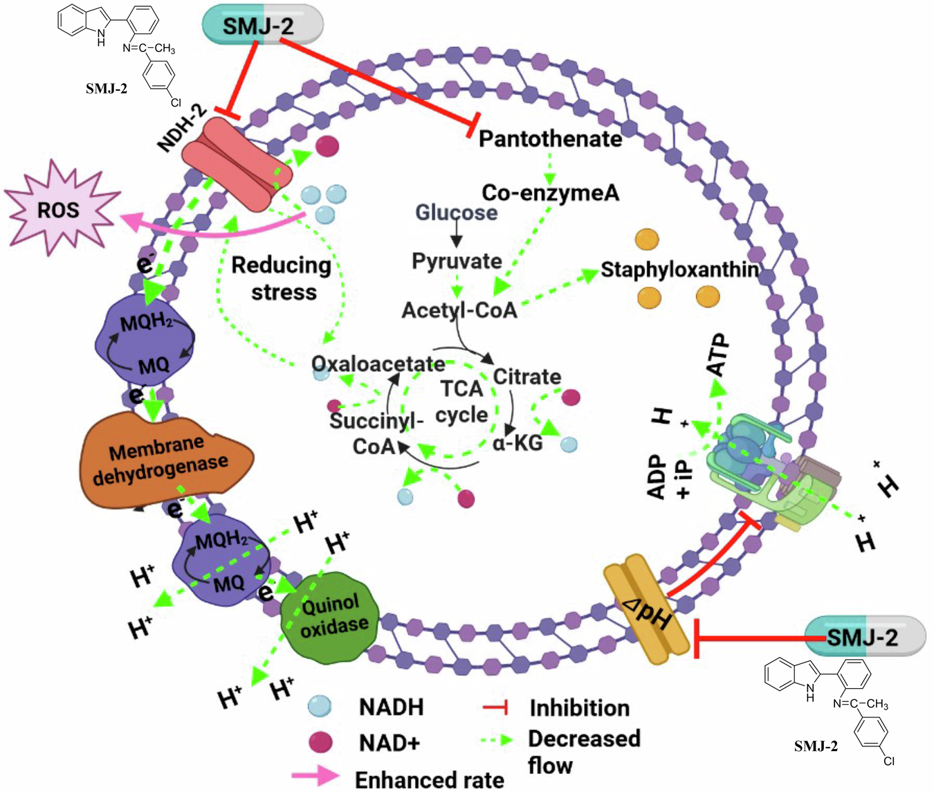Fig. 5: Schematic diagram of the mechanism of action of SMJ-2.
