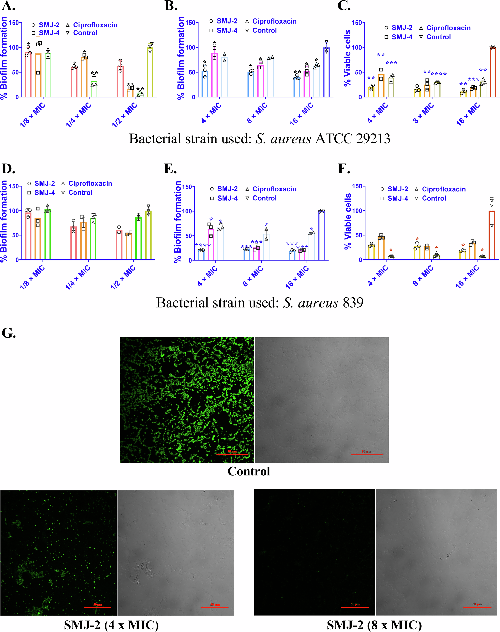 Fig. 7: SMJ-2 effectively eradicates pre-formed biofilms.