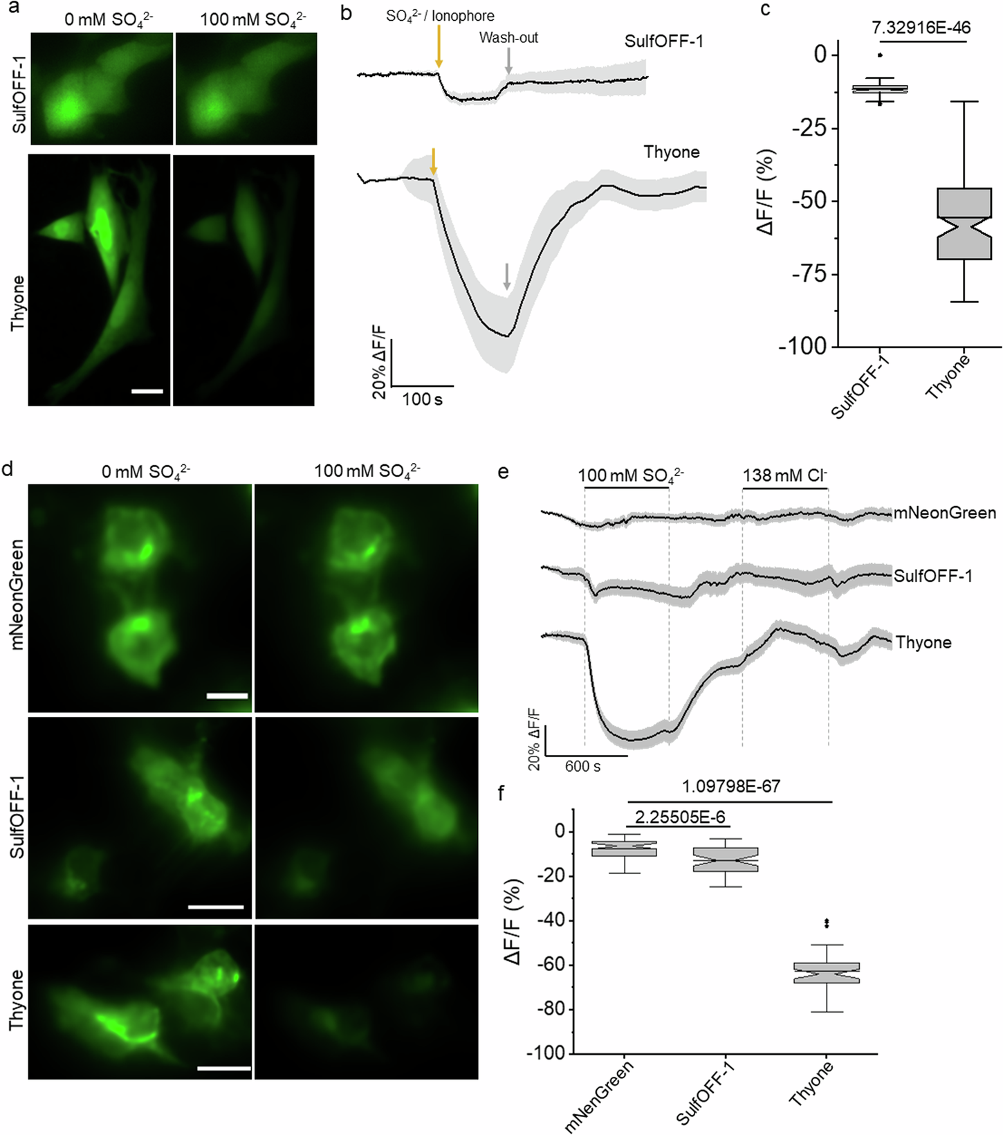 Fig. 5: Characterization of SulfOFF-1 and Thyone sensitivity to sulfate and chloride in cultured mammalian cells.