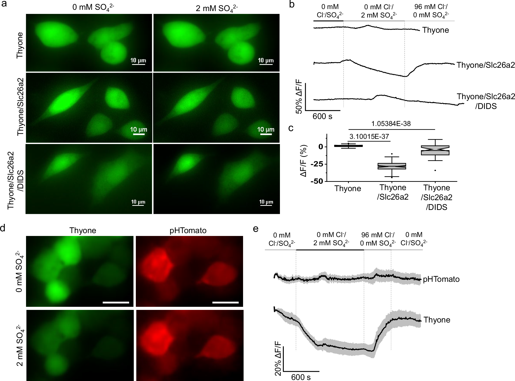 Fig. 7: Monitoring sulfate transients in live mammalian cells using Thyone.