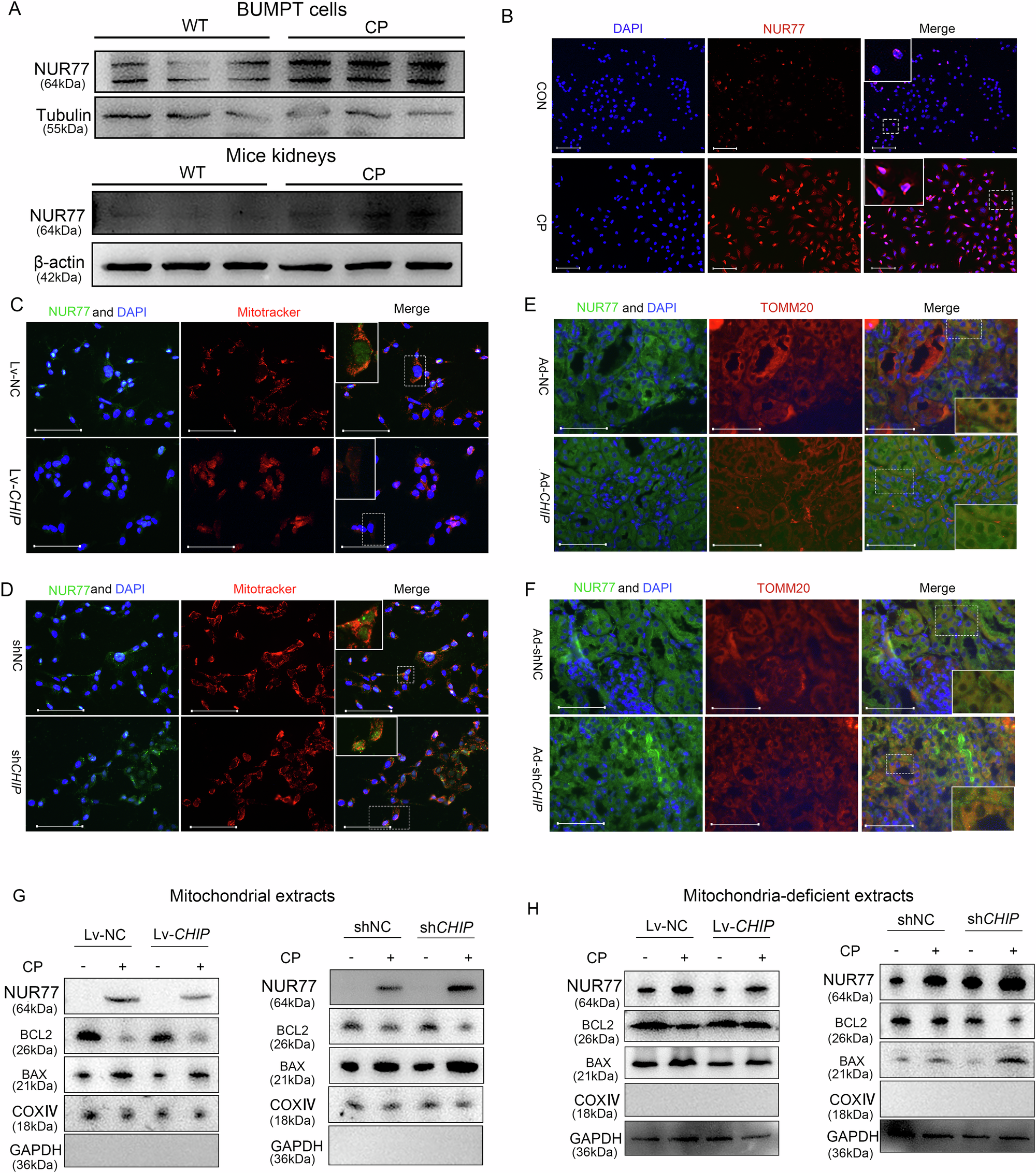 Fig. 8: CHIP alleviated NUR77-induced intrinsic apoptosis.