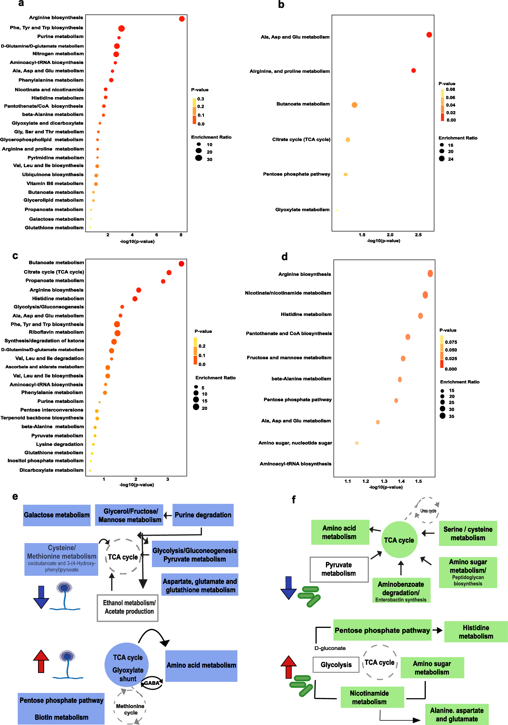 Fig. 3: Metabolic routes adopted by A. fumigatus and K. pneumoniae upon bacterial–fungal interaction.