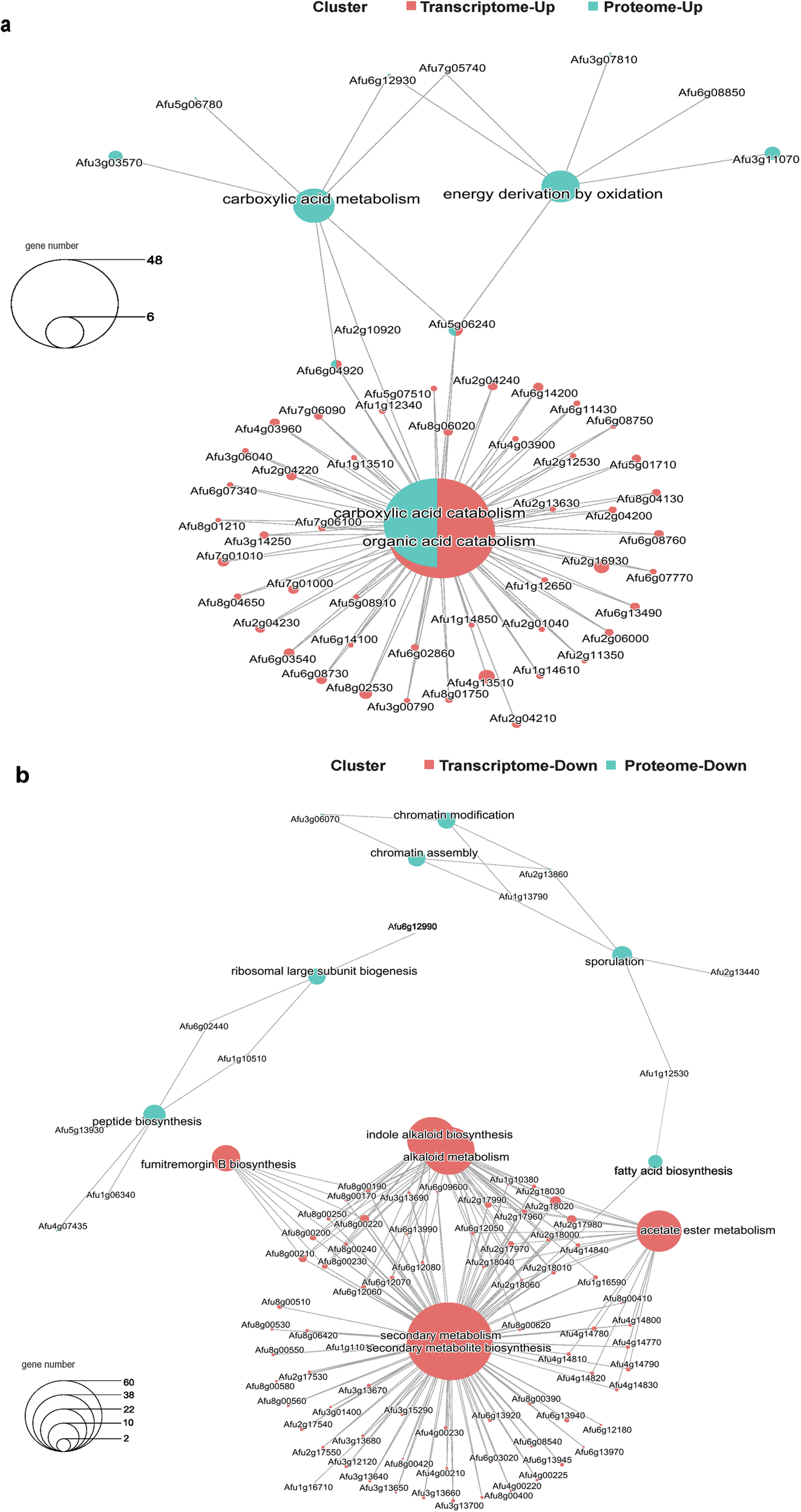 Fig. 4: A. fumigatus adapts to the interaction with K. pneumoniae by deregulating the synthesis machinery and activating the bypass of energy routes.
