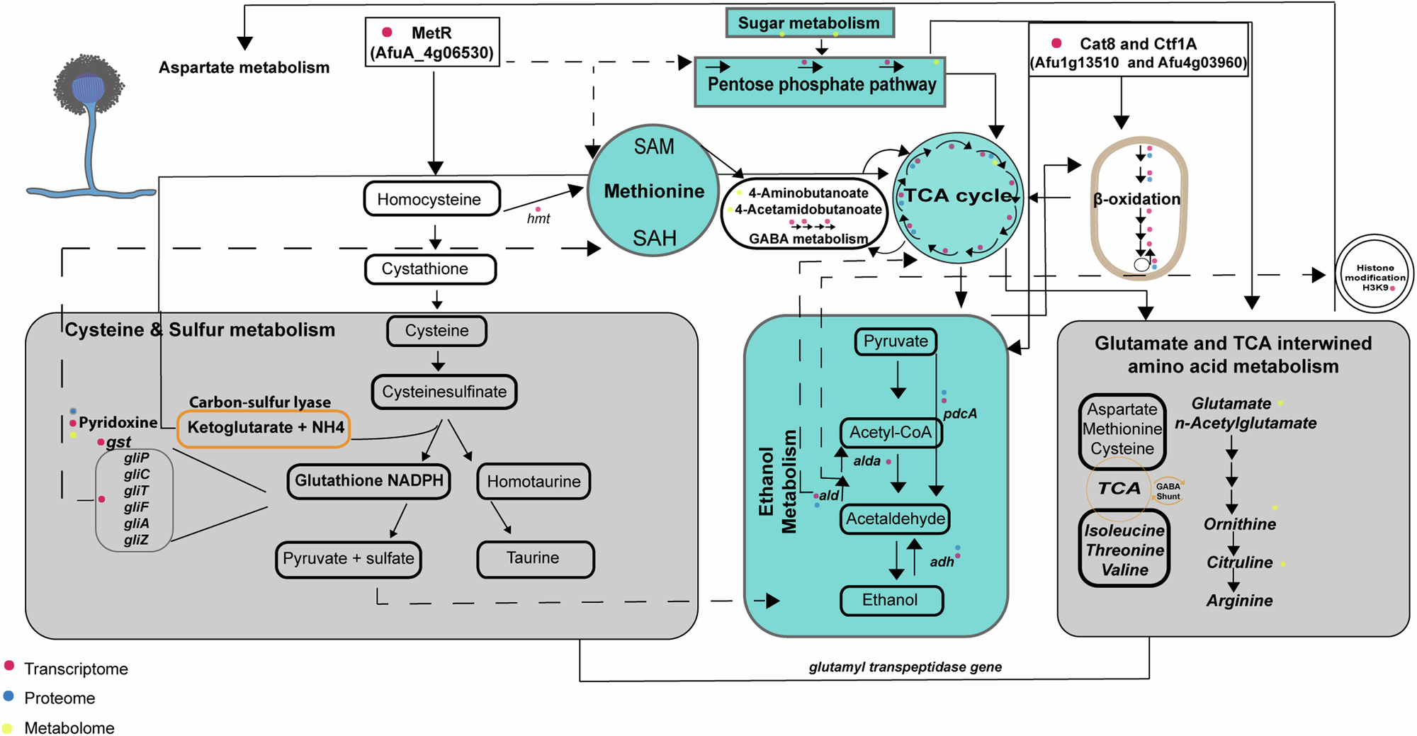 Fig. 6: Schematic overview of adjustments in the metabolism of A. fumigatus upon interaction with K. pneumoniae.