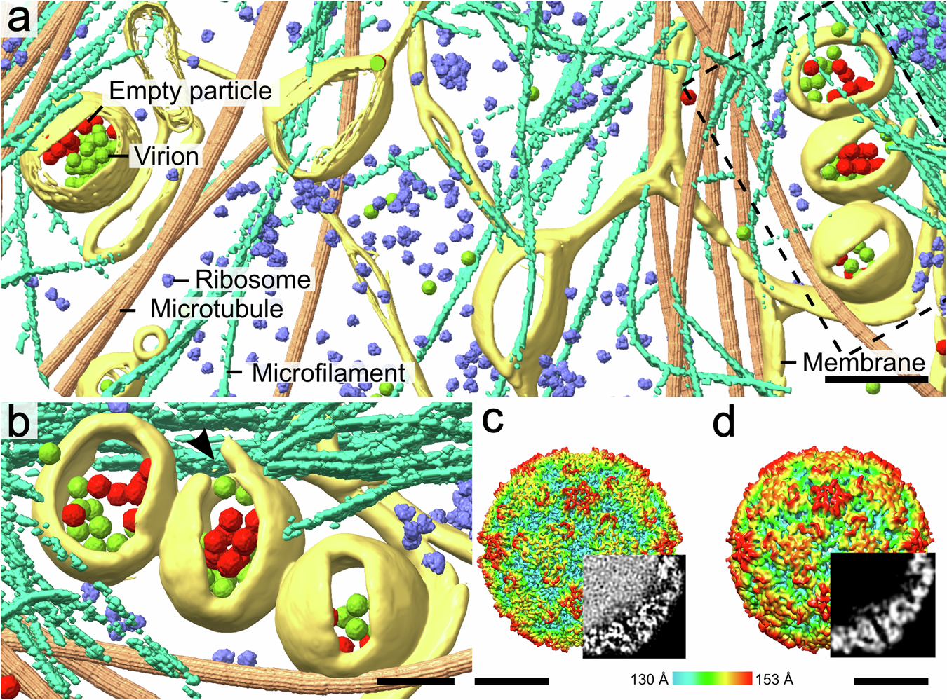 Endosome rupture enables enteroviruses from the family Picornaviridae to  infect cells | Communications Biology