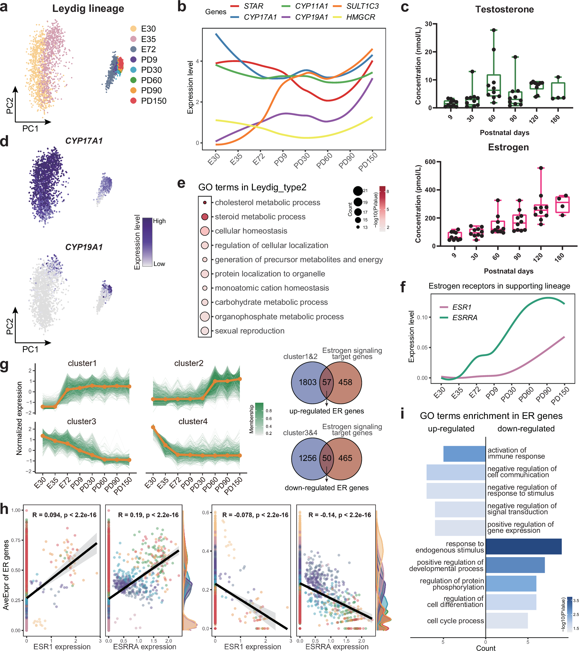 Fig. 5: Dissection of regulatory roles of sex hormones in porcine testes.