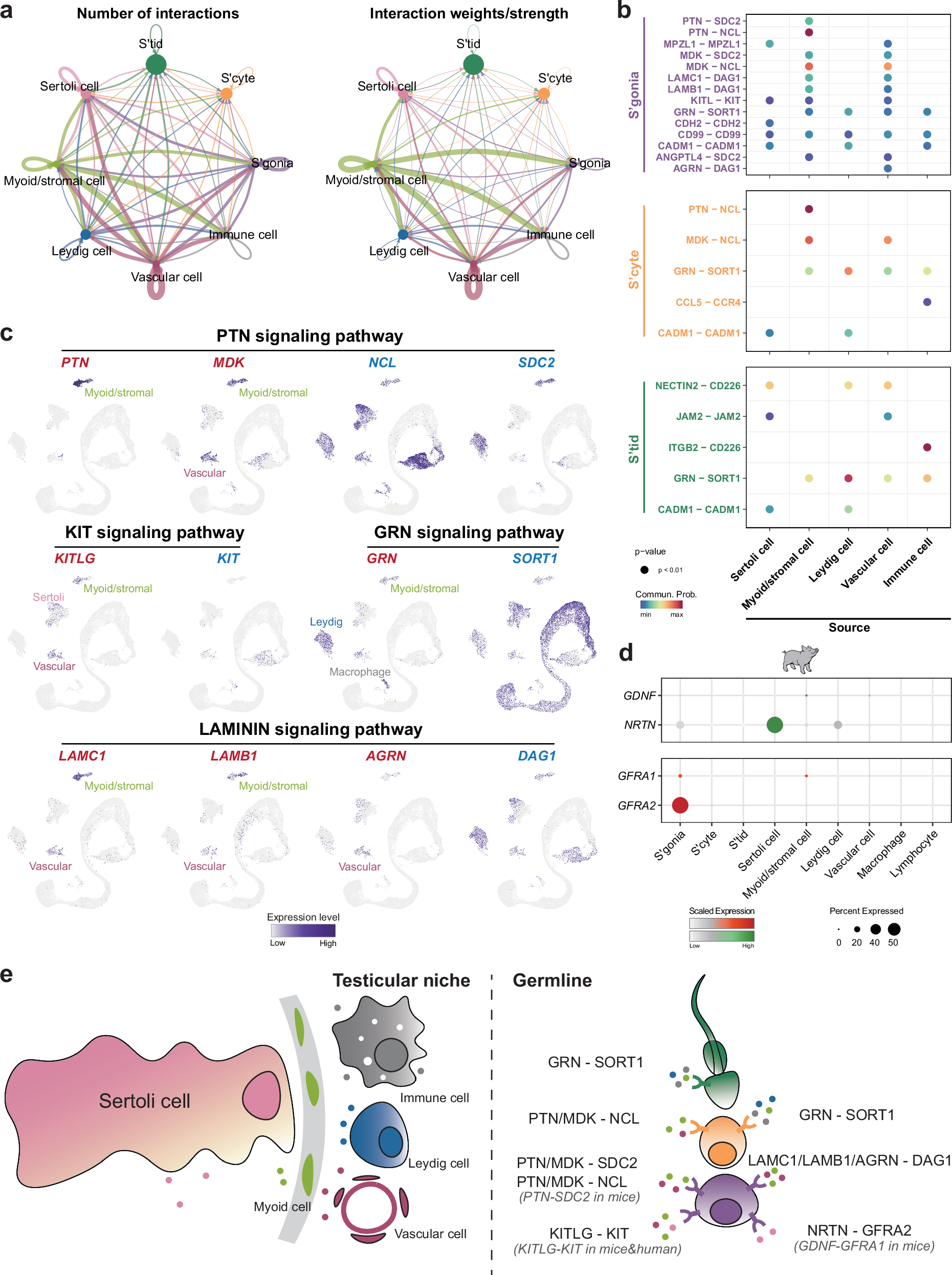 Fig. 6: The signaling niche of the porcine germ cells.