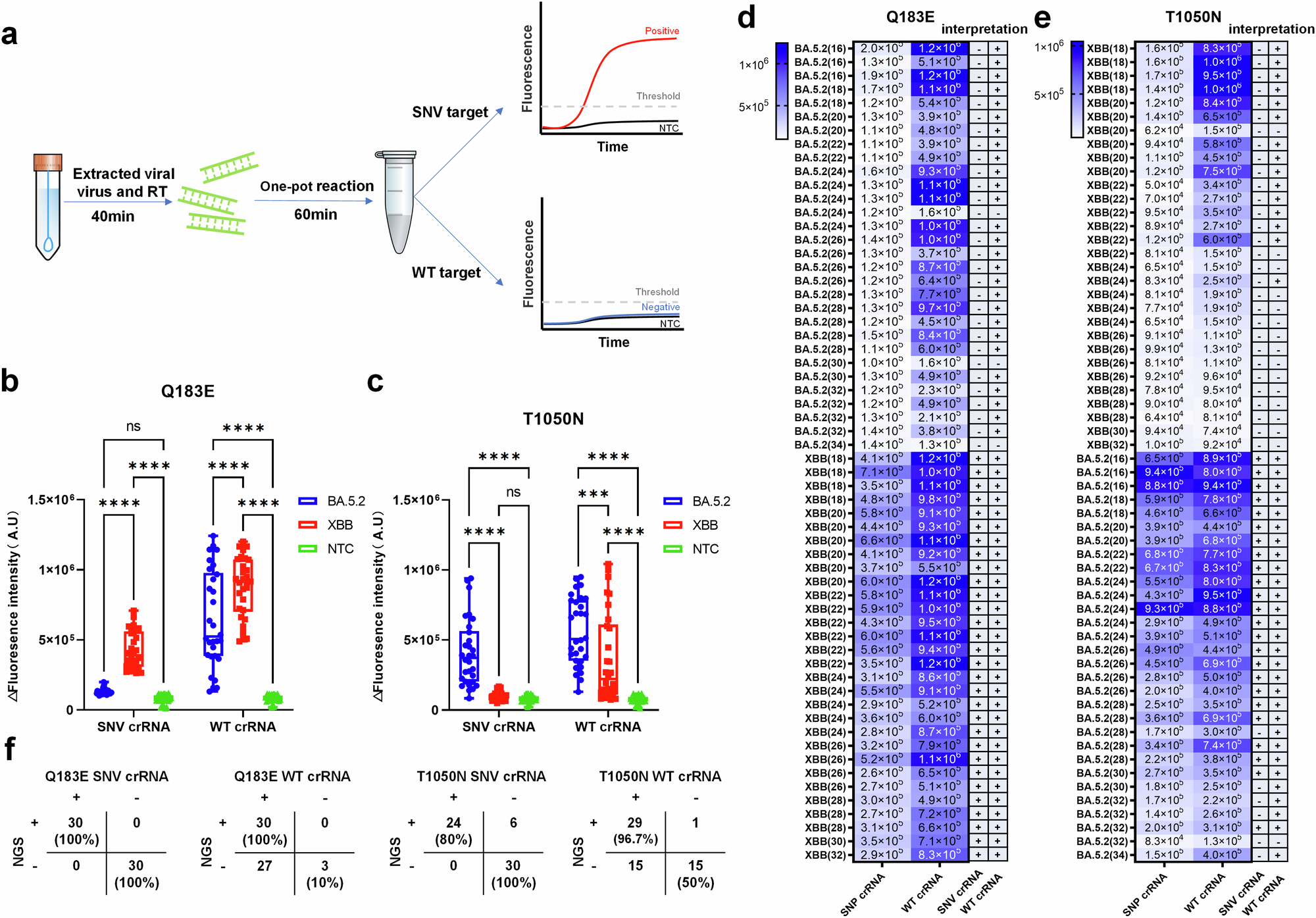 Fig. 6: Detection of Q183E and T1050N SNVs in SARS-CoV-2.