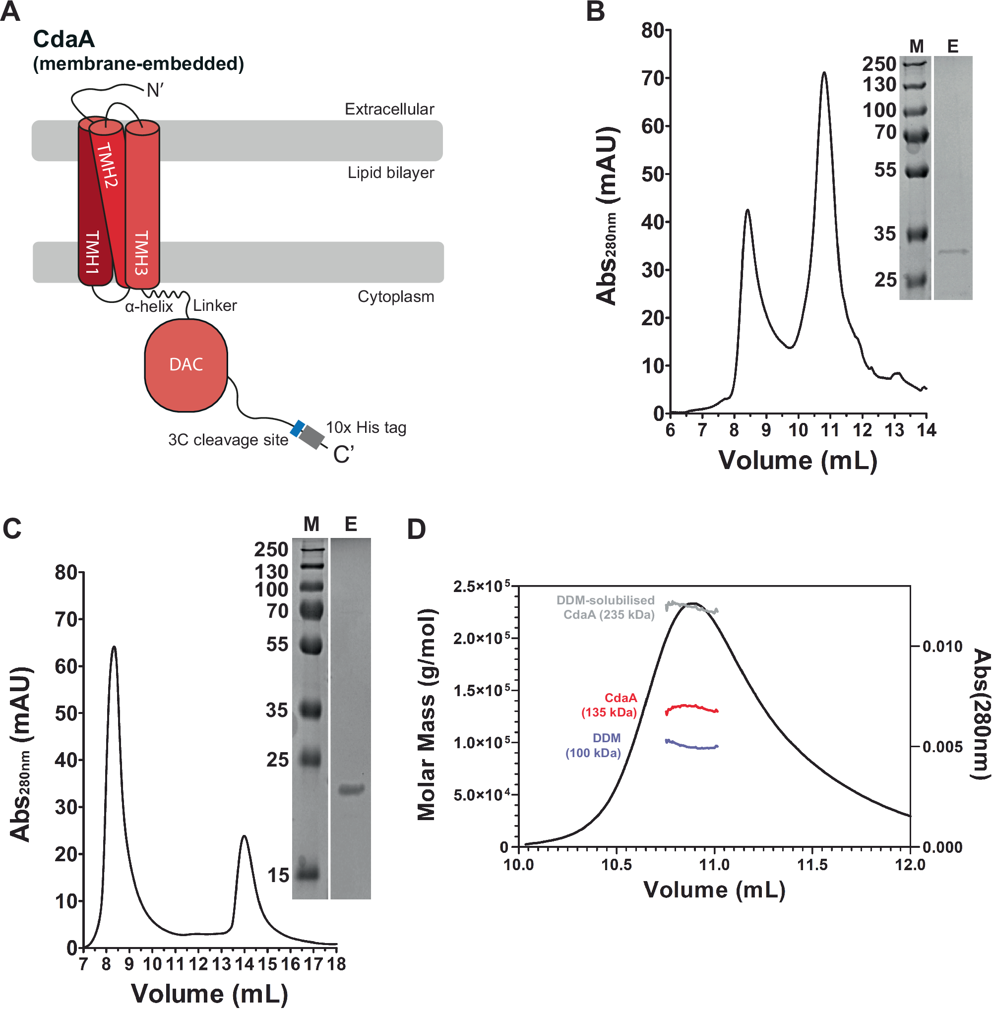 Membrane-embedded CdaA is required for efficient synthesis of second  messenger cyclic di-AMP | Communications Biology