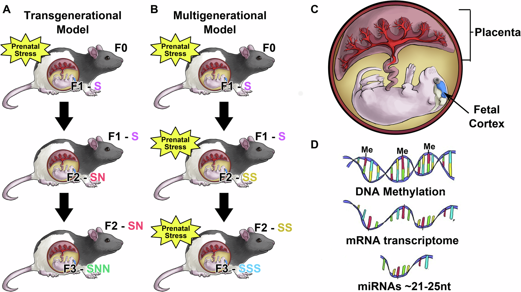 Fig. 7: Breeding protocol and methods.